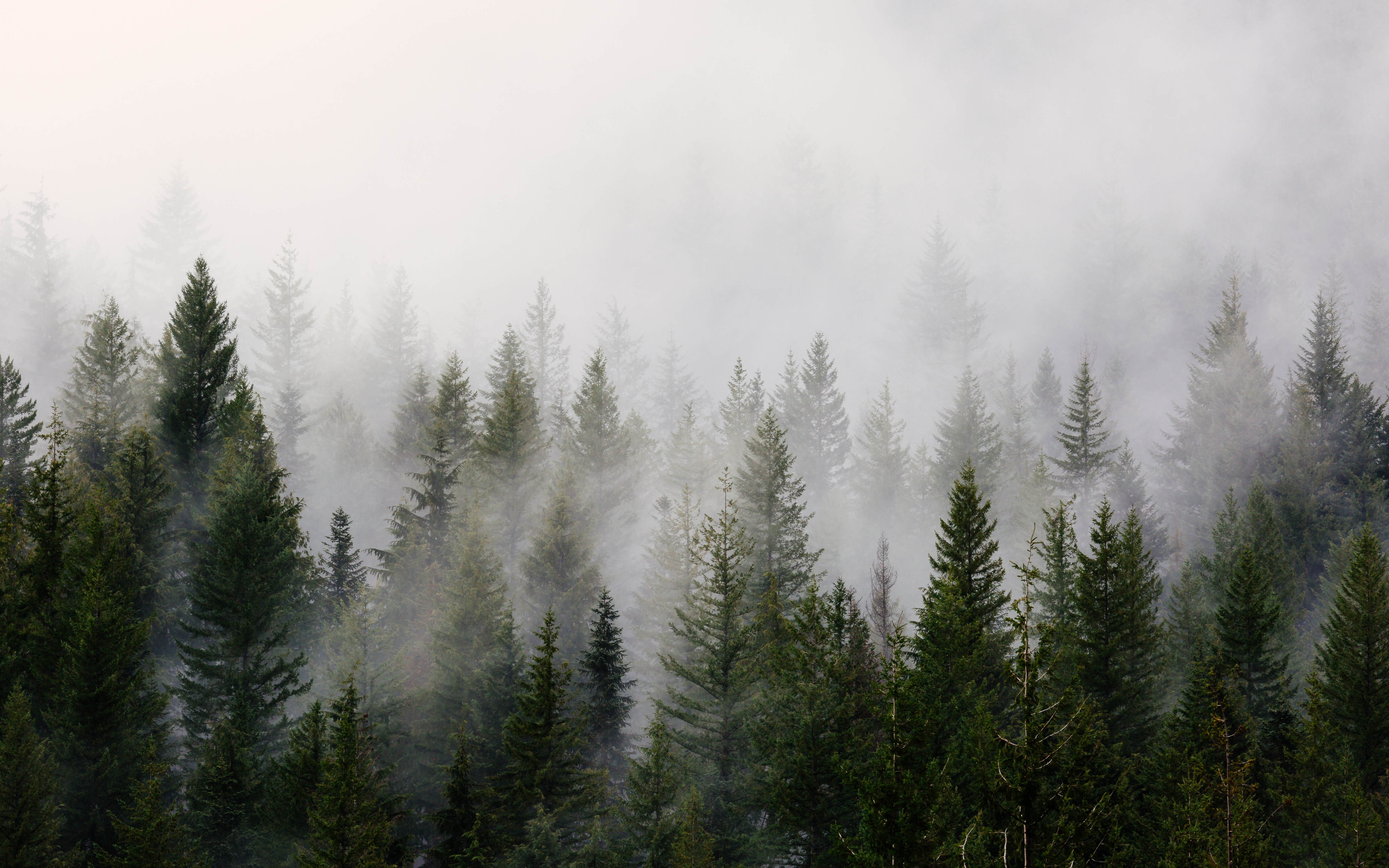 5613x3508 washington, nature, cloudy, foggy, tree, woodland, cloudscape, pacific northwest, landscape, mist, fog, forest, eerie, moody, cloud, horror, Creative Commons image Gallery HD Wallpaper