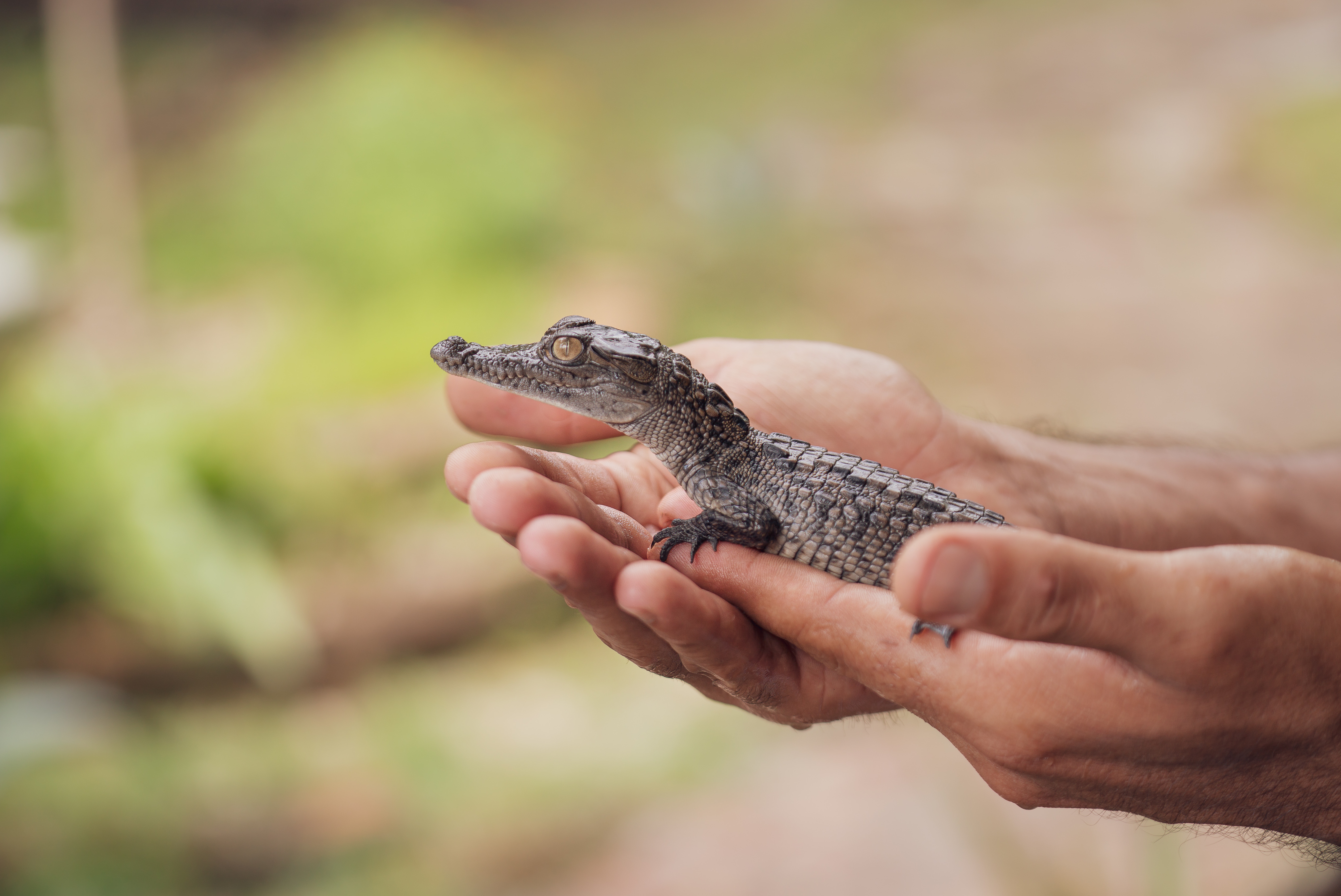 Baby Crocodile on Human Hand · Free