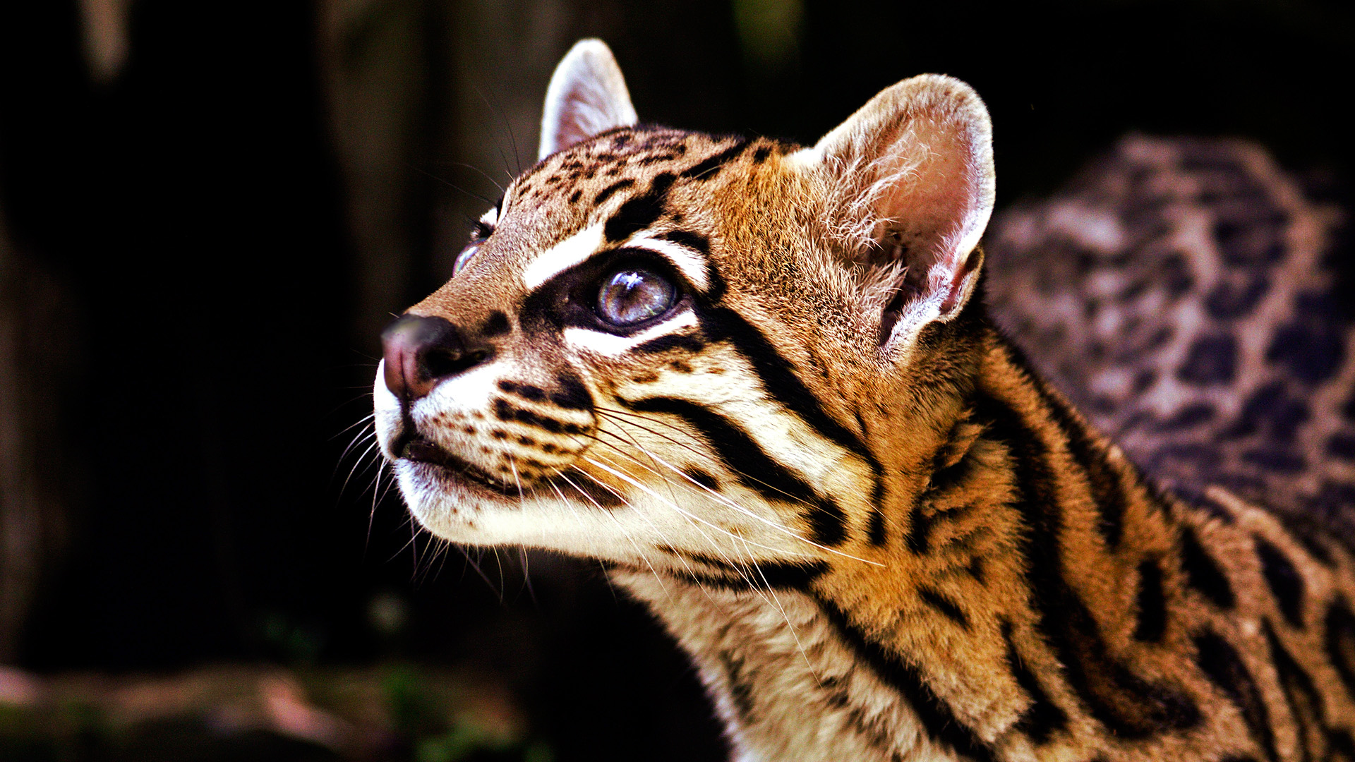 Ocelot HD Wallpaper and Background