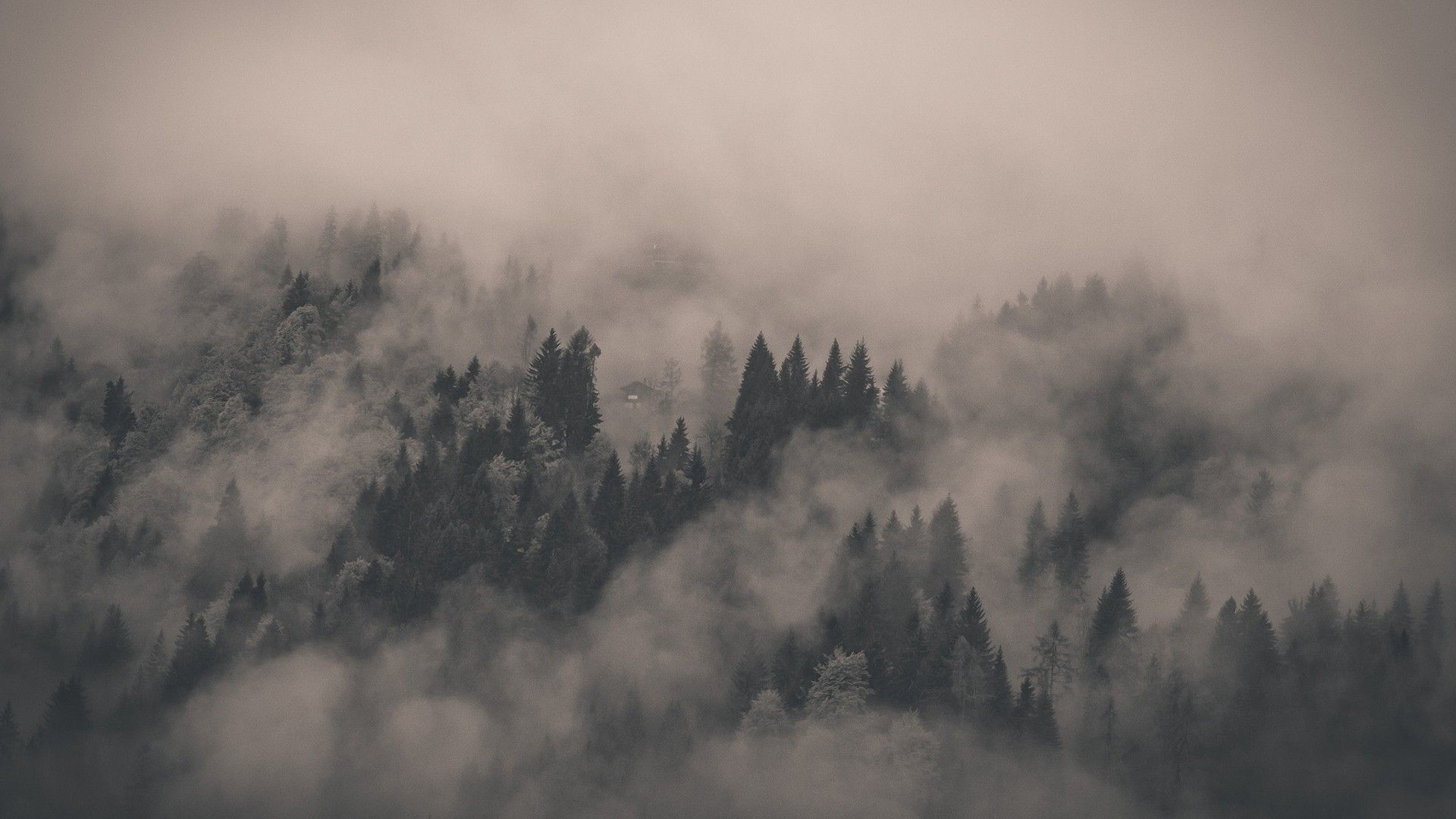 Foggy Forest Wallpaper