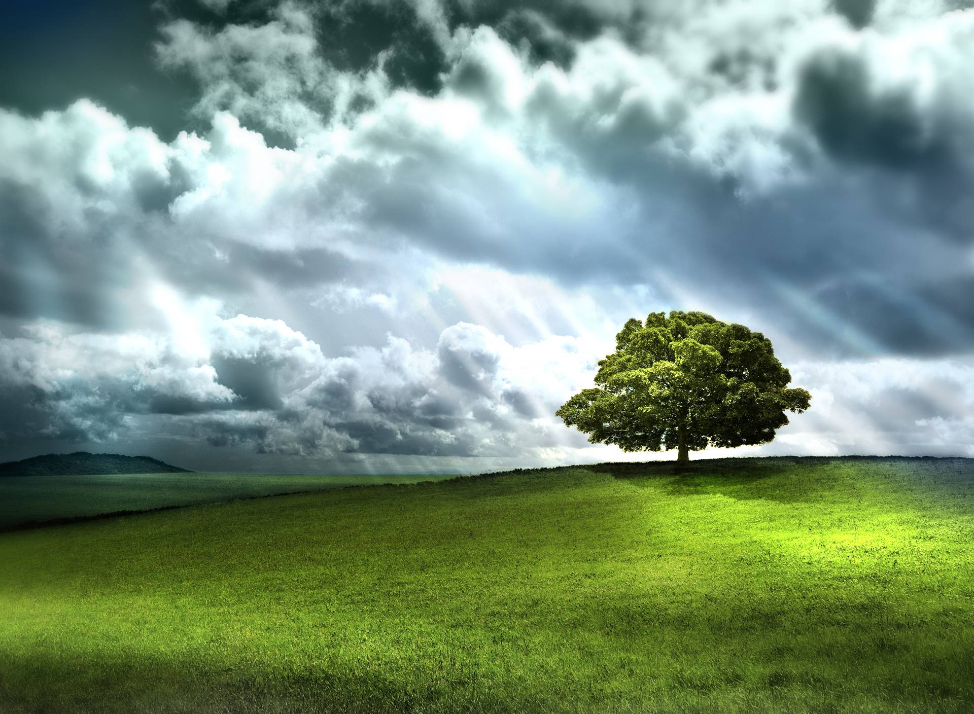 Wallpaper Green Tree on Green Grass Field Under White Clouds and Blue Sky During Daytime, Background Free Image