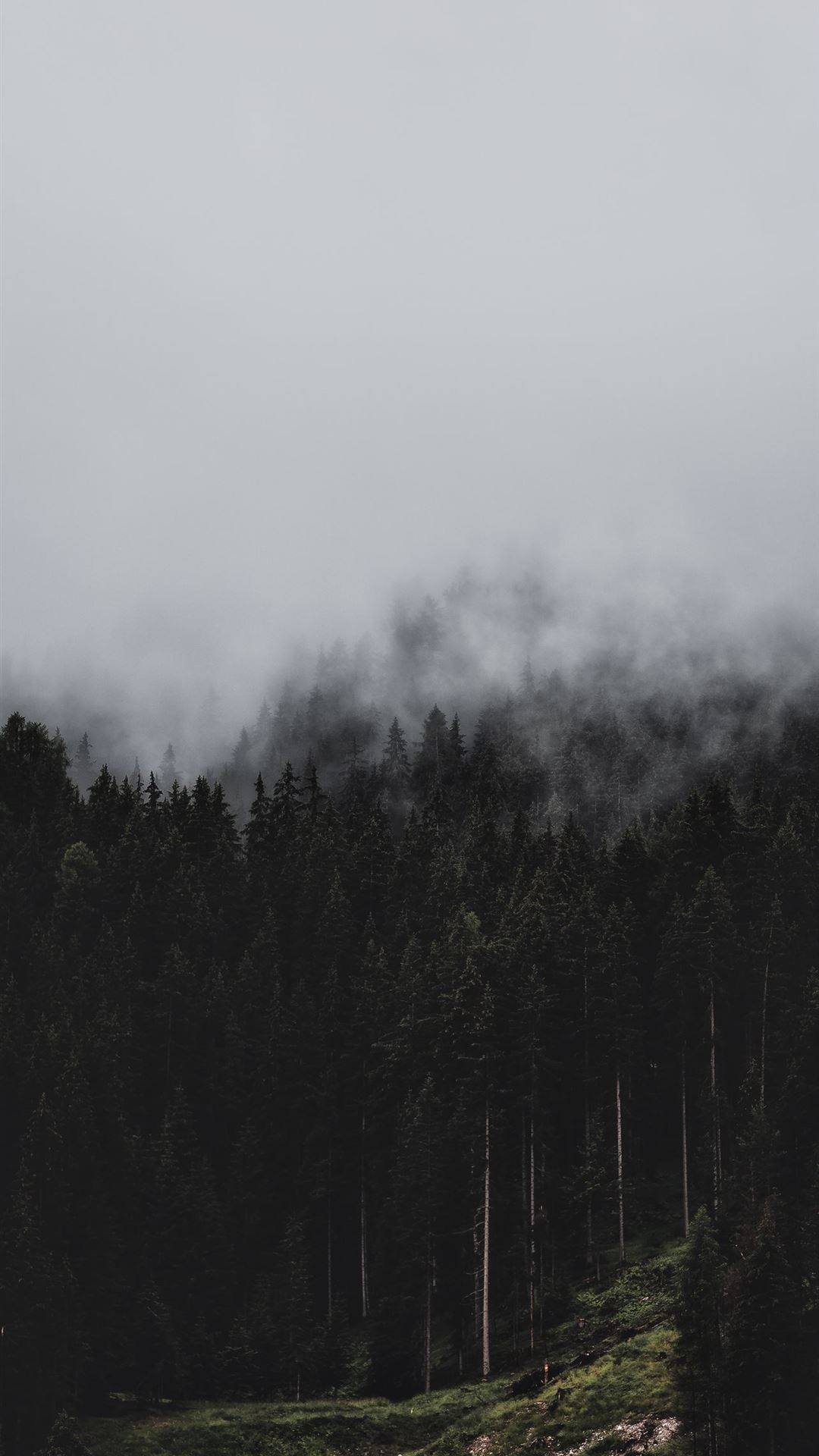 forest fog nature trees pines HD background iPhone Wallpaper Free Download