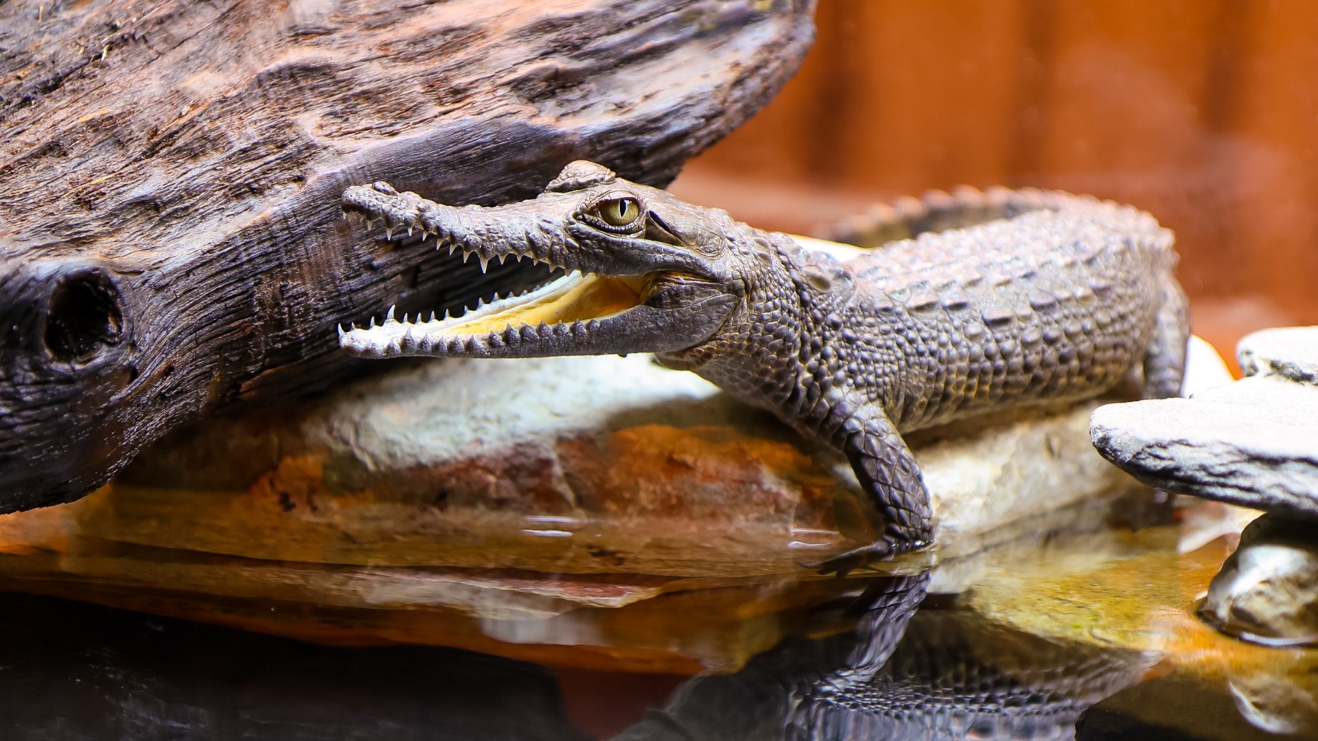 Newport Aquarium welcomes 3 baby crocodilestv.com