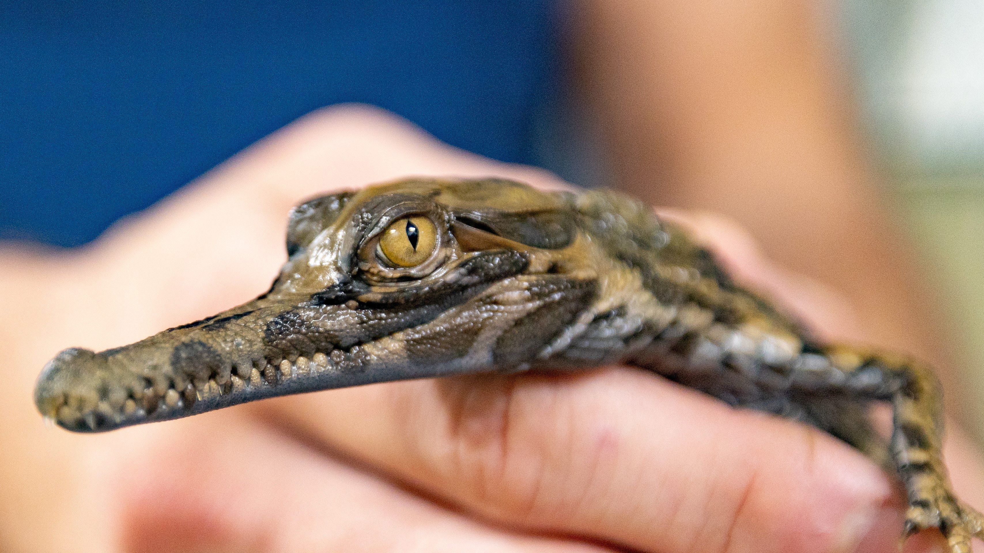 Woah, Baby!. Virginia Aquarium & Marine Science Center