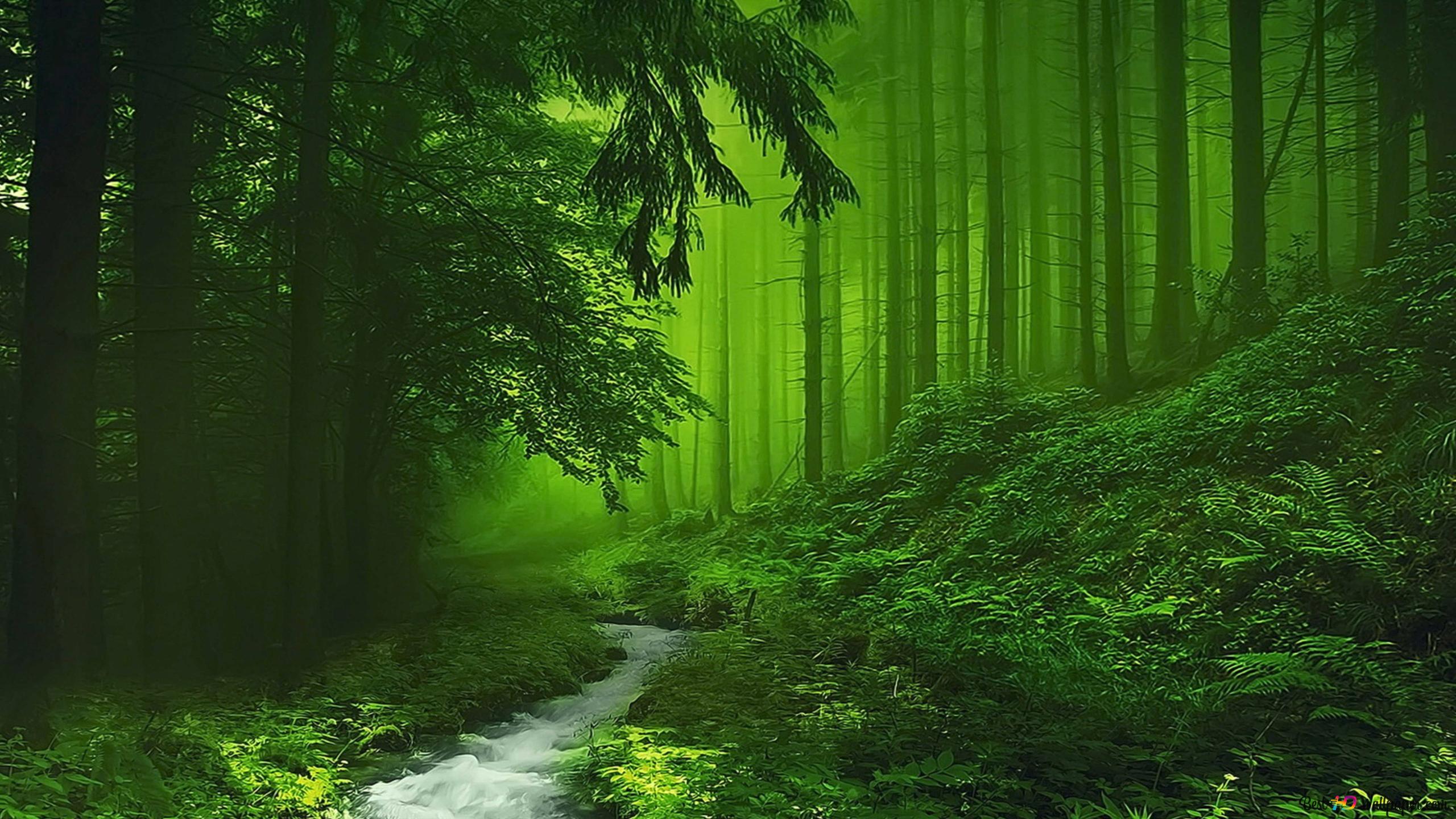 Green foggy forest 4K wallpaper download