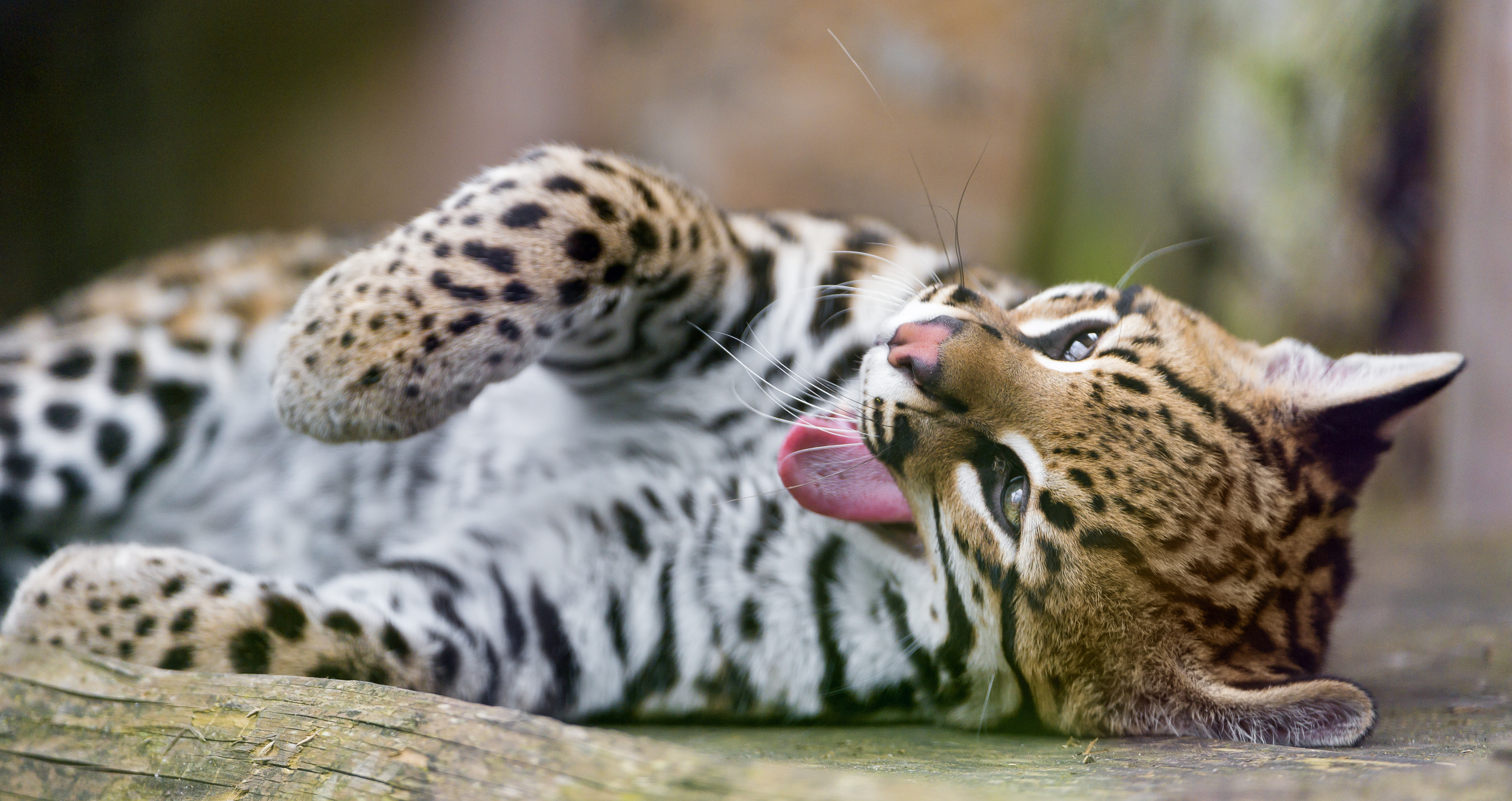 Wallpaper, portrait, wildlife, baby, Switzerland, Nikon, big cats, Zoo, leopard, yawning, Ocelot, Jaguar, feline, cheetah, Bern, cute, wild, tongue, funny, young, male, fauna, d4, lying, vertebrate, close up, cat like mammal