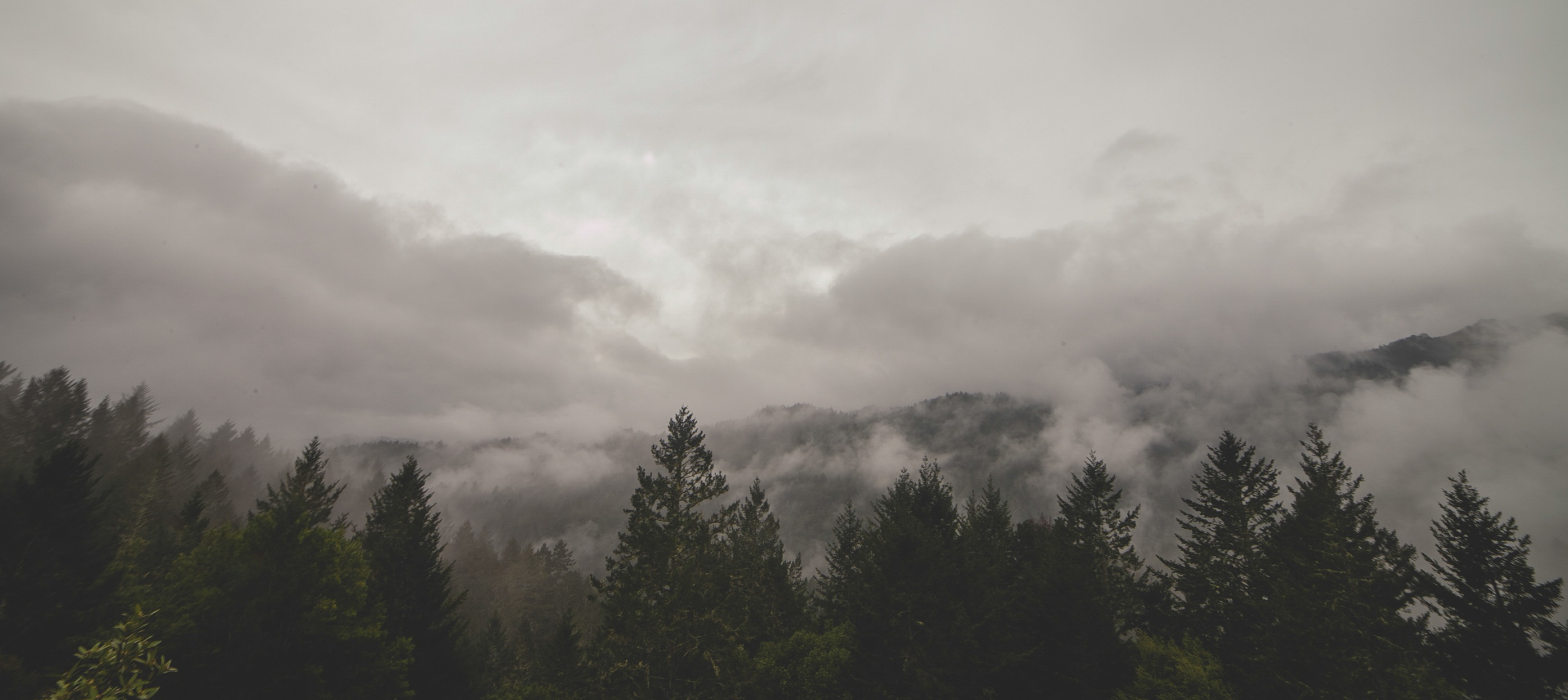 Wallpaper, trees, mist, clouds, photography, wood, sky 2784x1243