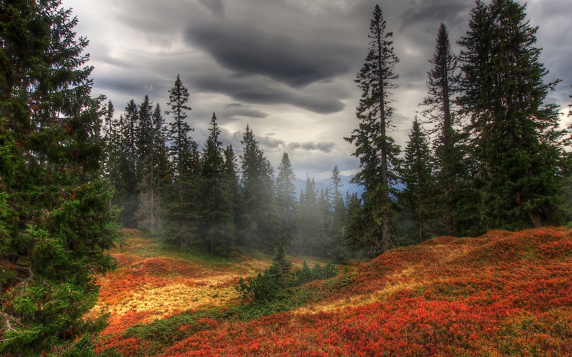 HD desktop wallpaper: Forest, Fall, Earth, Pine Tree download free picture