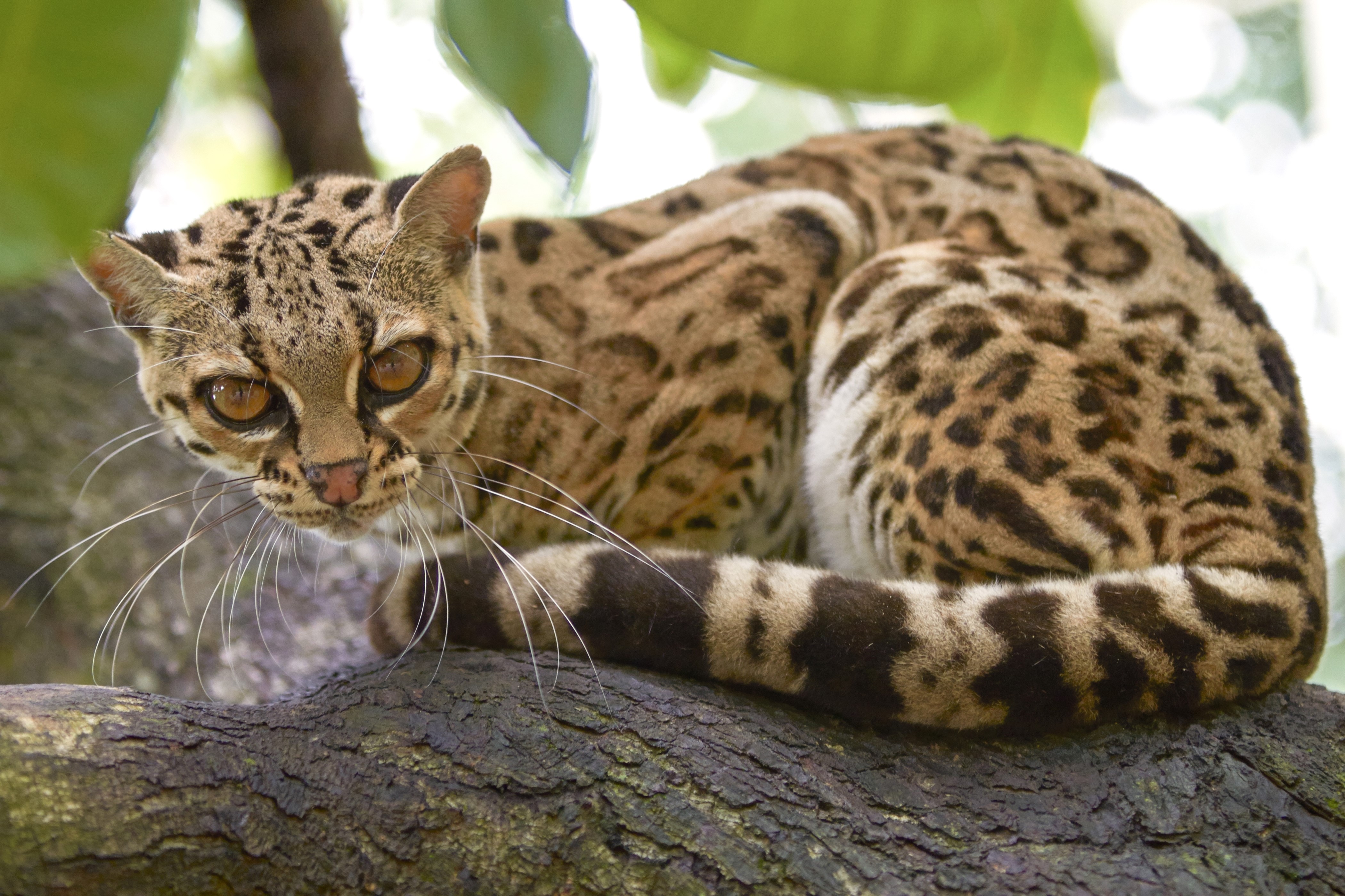 4K, Big cats, Cubs, Ocelot, Whiskers, Tail Gallery HD Wallpaper