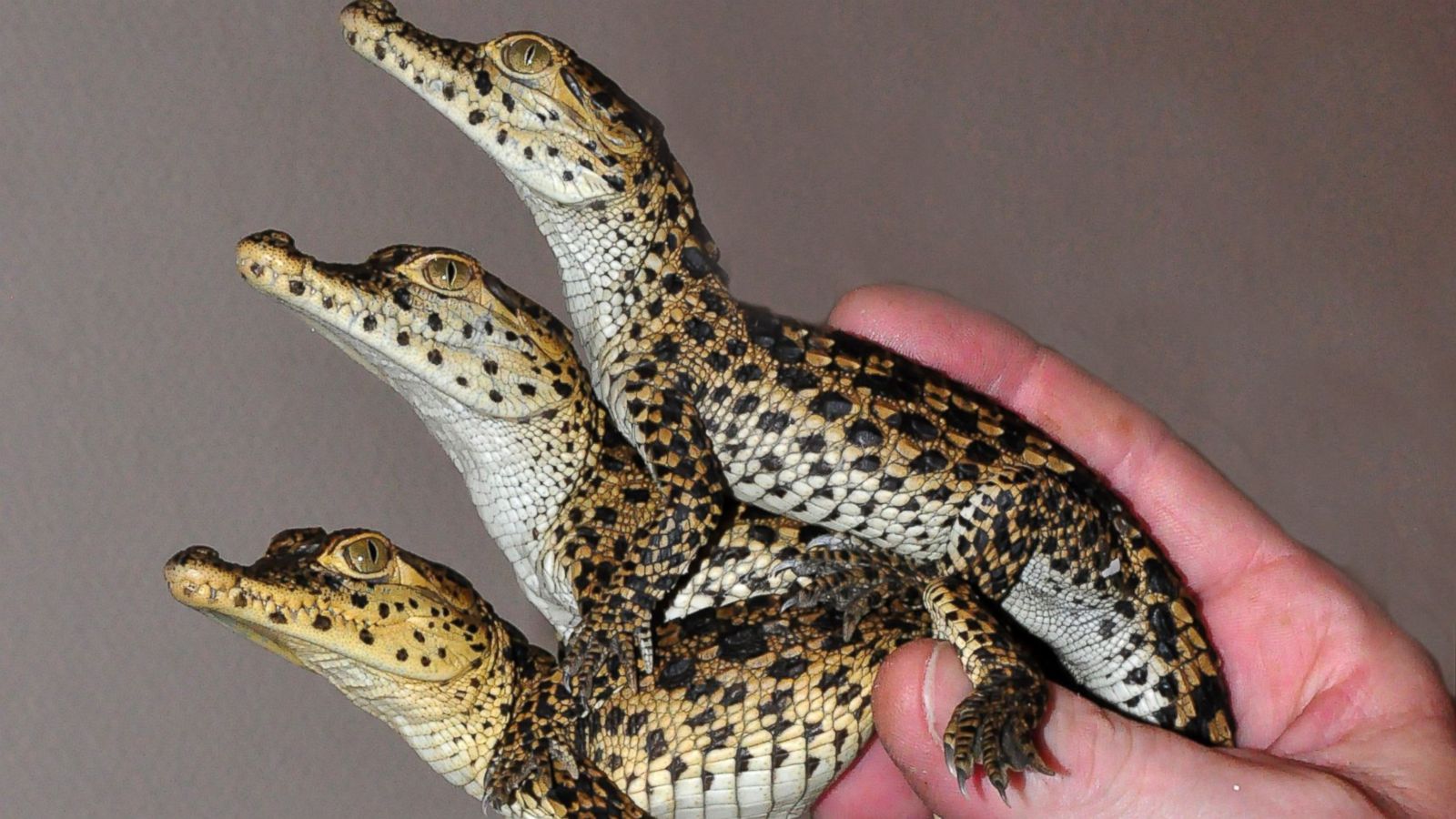 Why These Baby Crocodiles Can't Wait to Get to Cuba