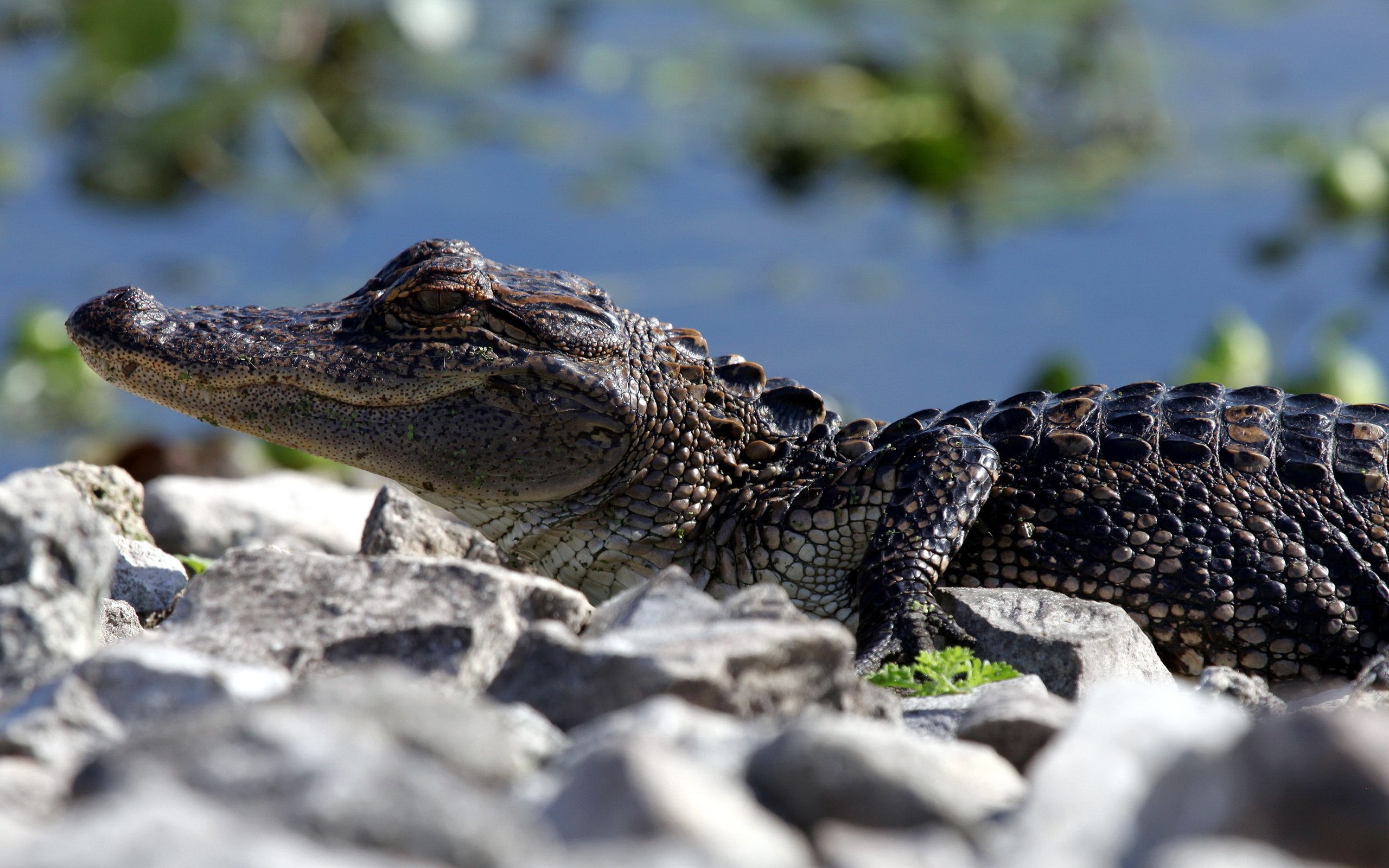 Wallpaper, 2560x1600 px, baby animals, crocodiles, reptile, rock 2560x1600