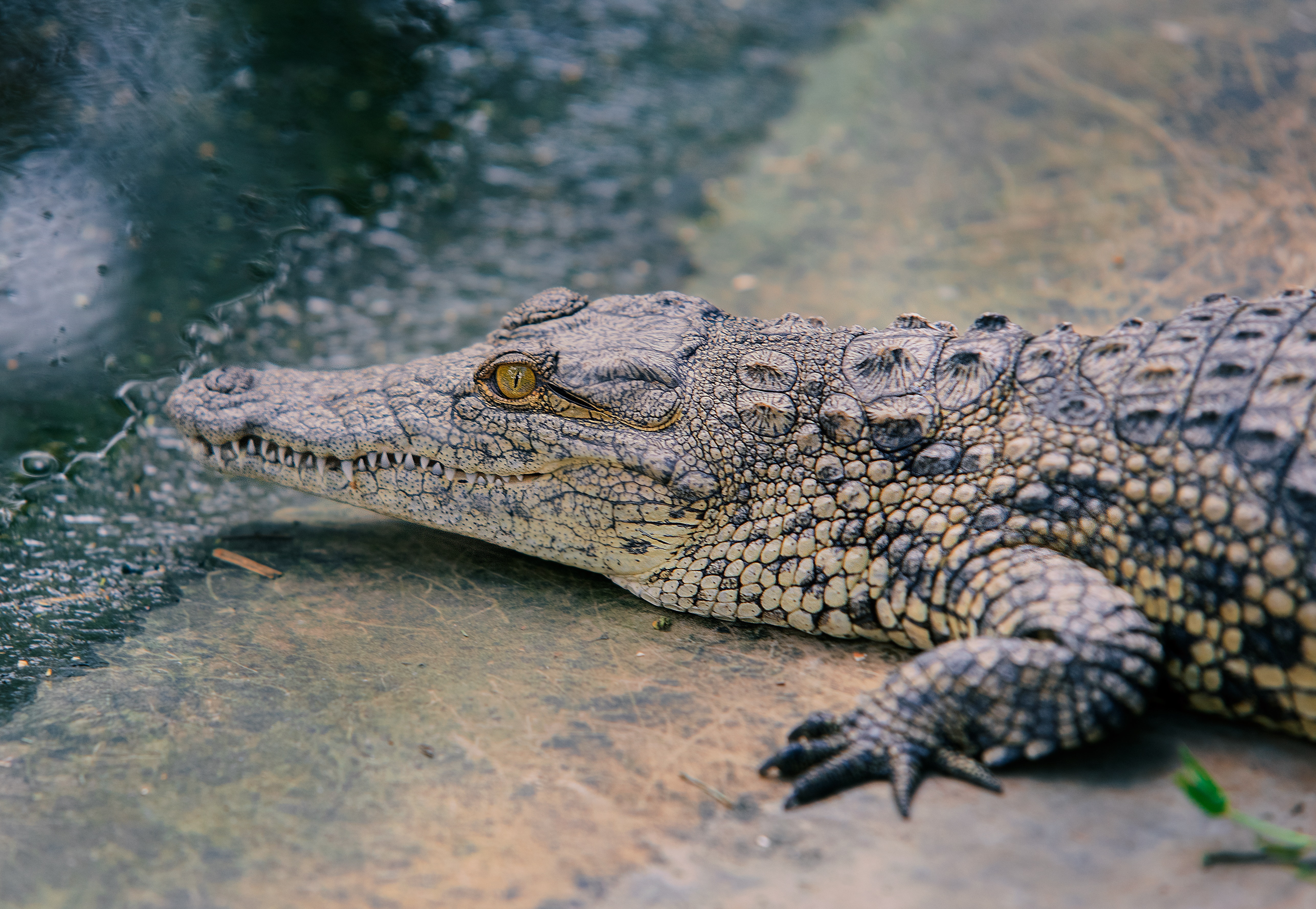 Crocodile Photo, Download The BEST Free Crocodile & HD Image