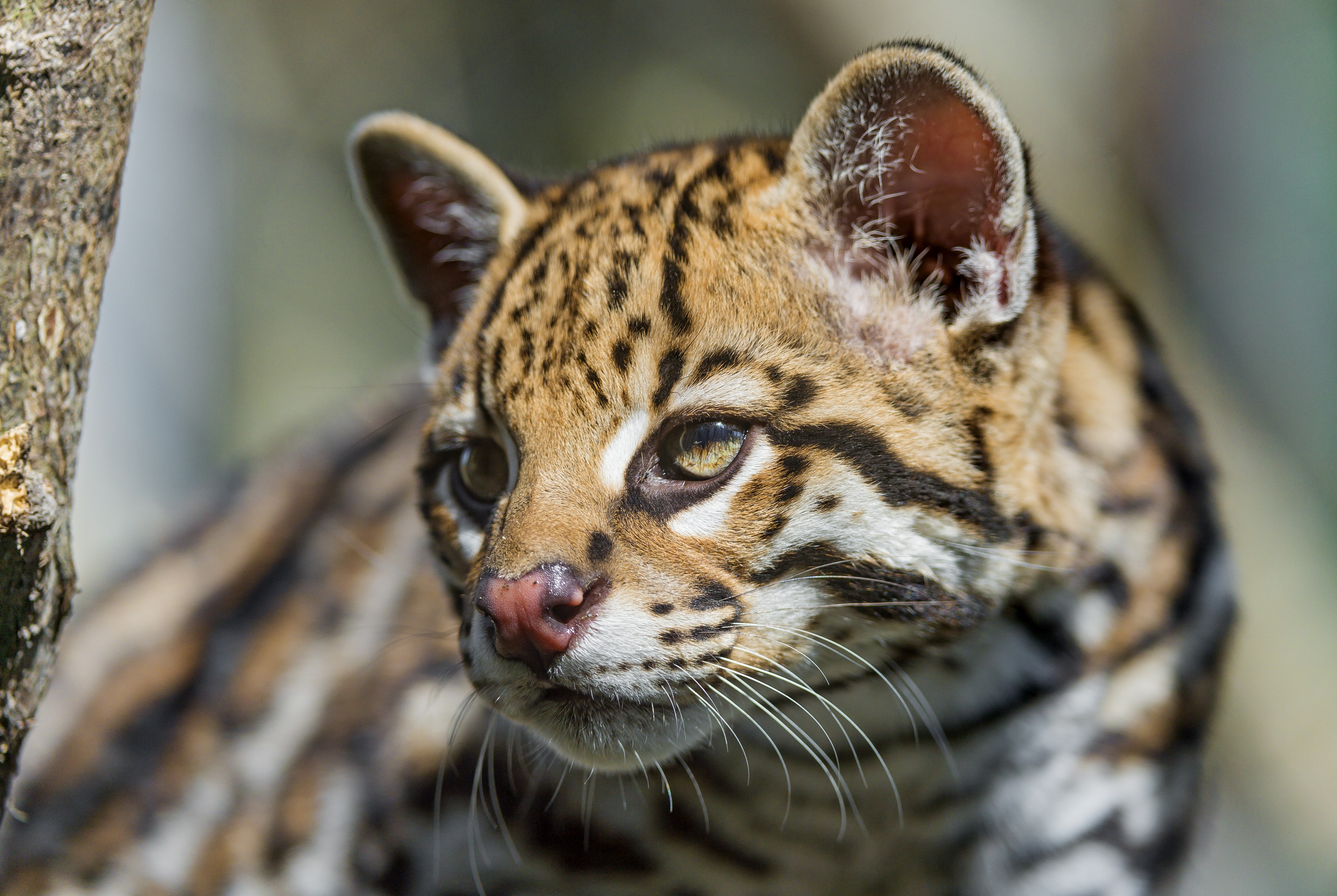 4K, Ocelot, Glance, Whiskers, ©Tambako The Jaguar Gallery HD Wallpaper