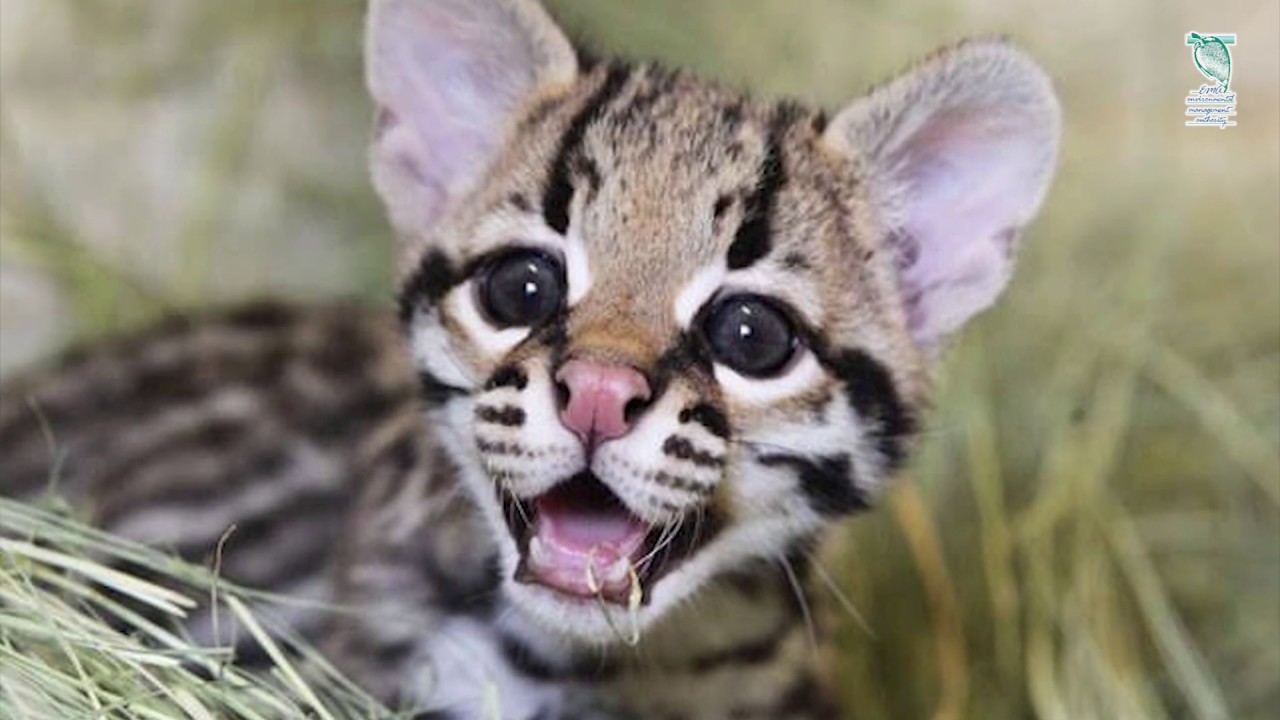 Ocelot