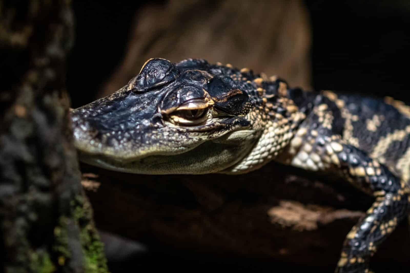 Is It Possible To Keep Baby Alligators As Pets?