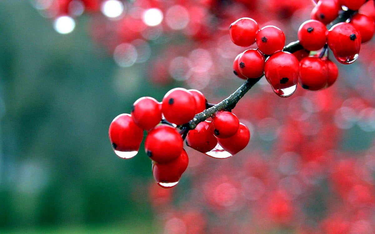 Fruits wallpaper HD. Download Free background
