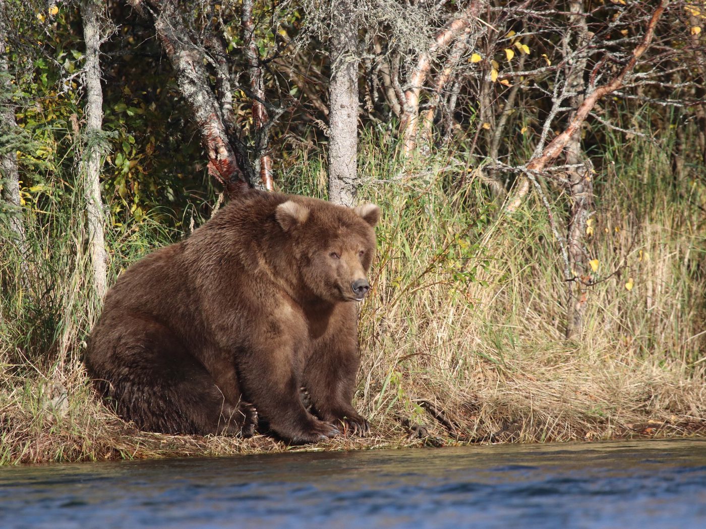 Fat Bear Week: Beadnose is Katmai National Park's fattest bear