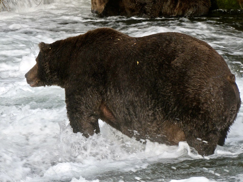 Everything You Want to Know About Katmai National Park's Fat Bears. U.S. Department of the Interior