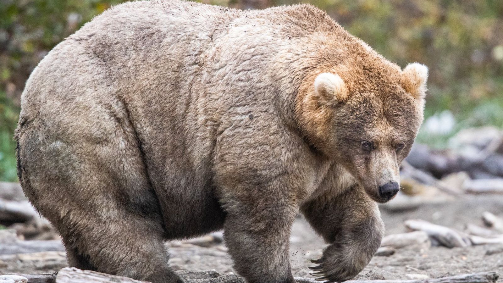 Long live the Queen of Corpulence': Winner of viral Fat Bear contest revealed