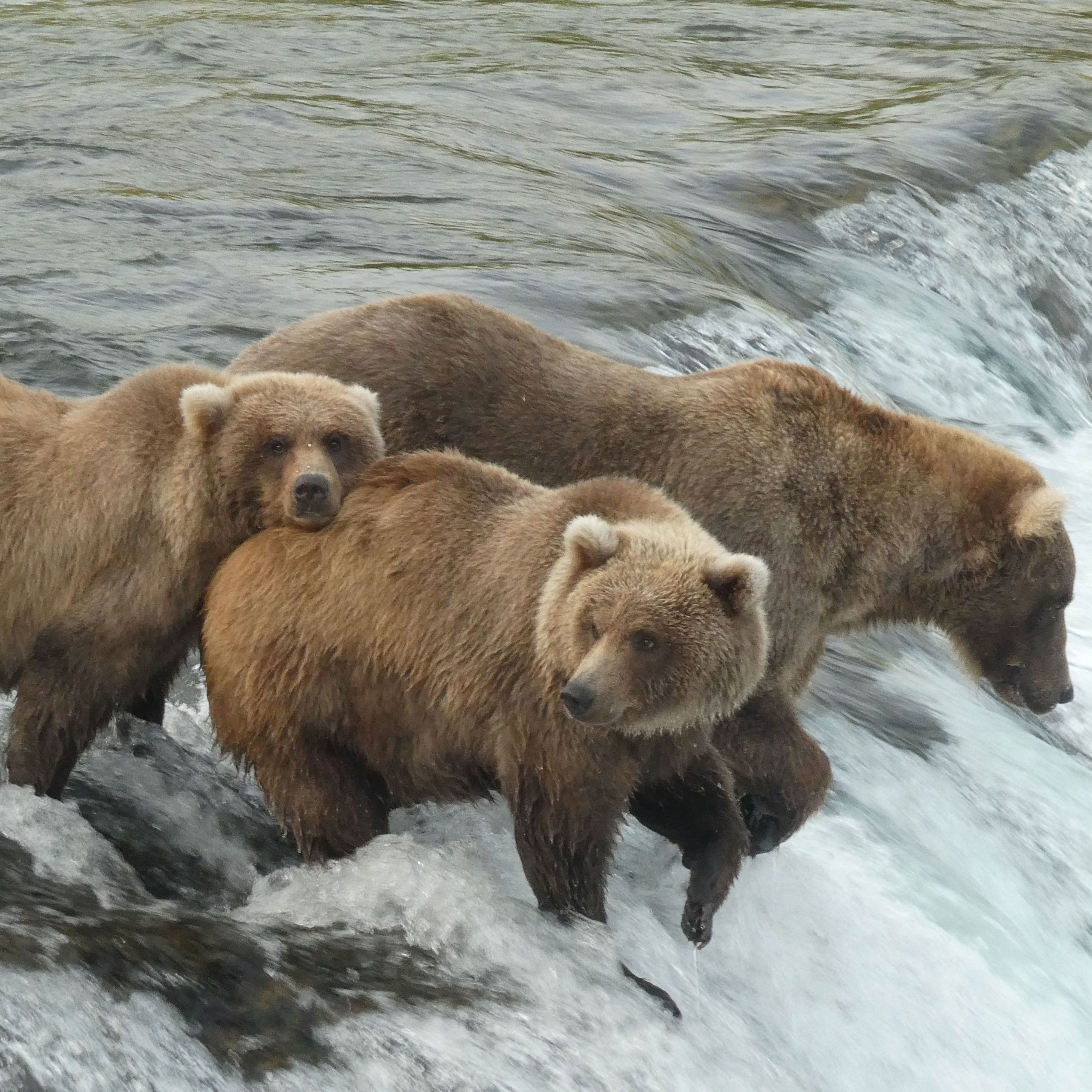 Fat Bear Week: Why everyone loves it