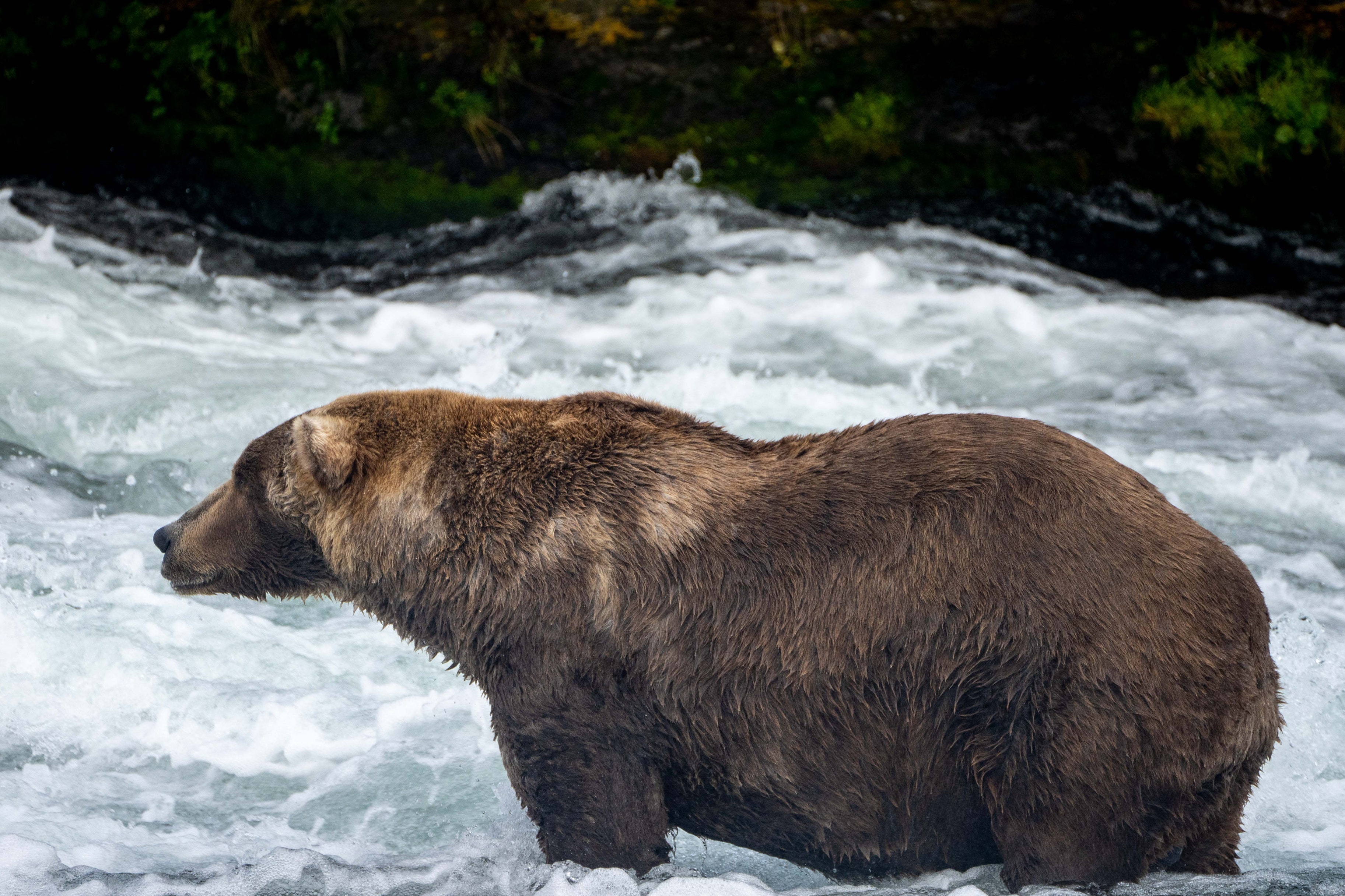 Fat Bear Week Is Bigger Than the Bears