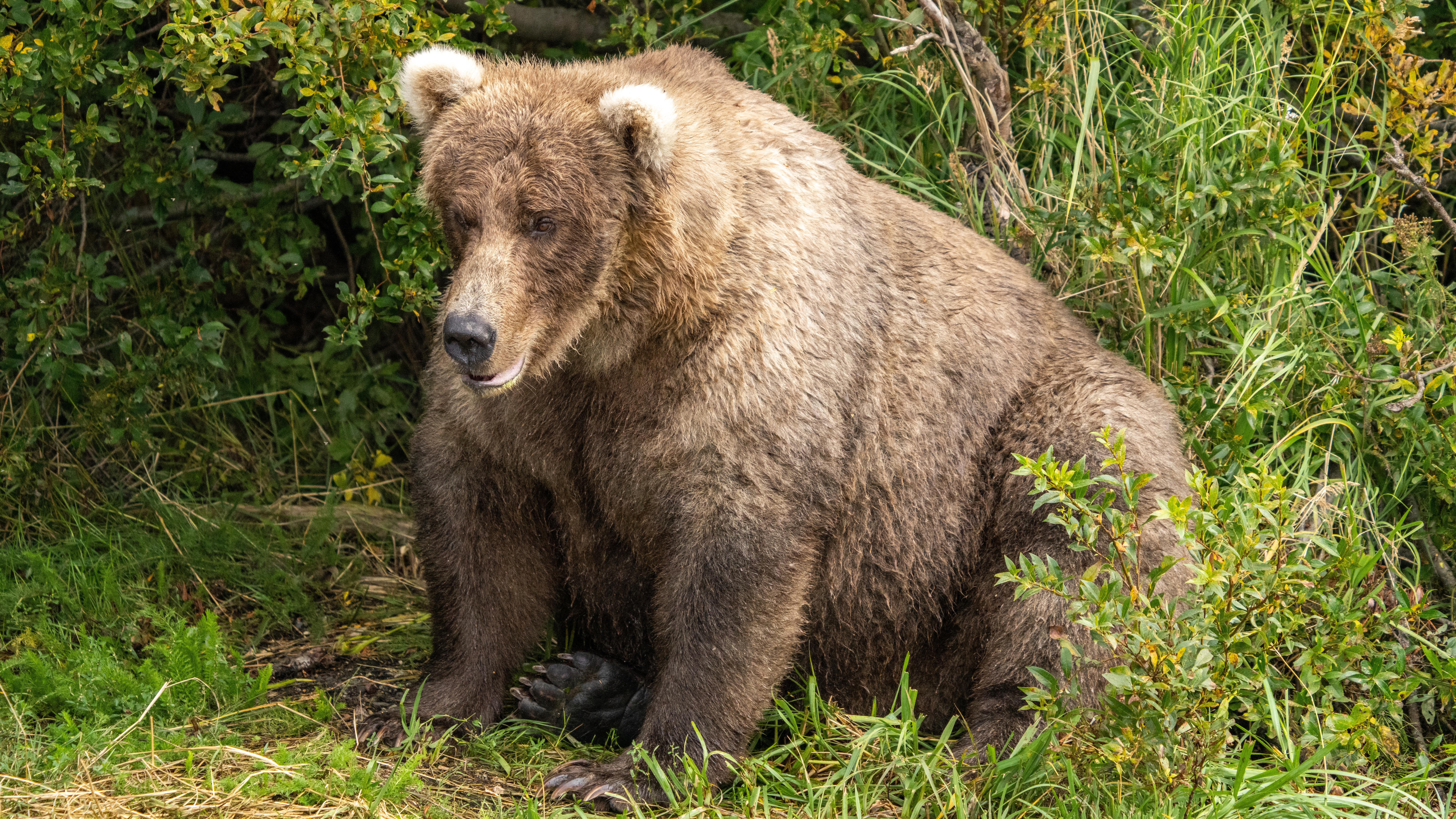 The Fat Bear Week Winner Has Been Declared, And He's One Of The Biggest Brown Bears On Earth. The Weather Channel