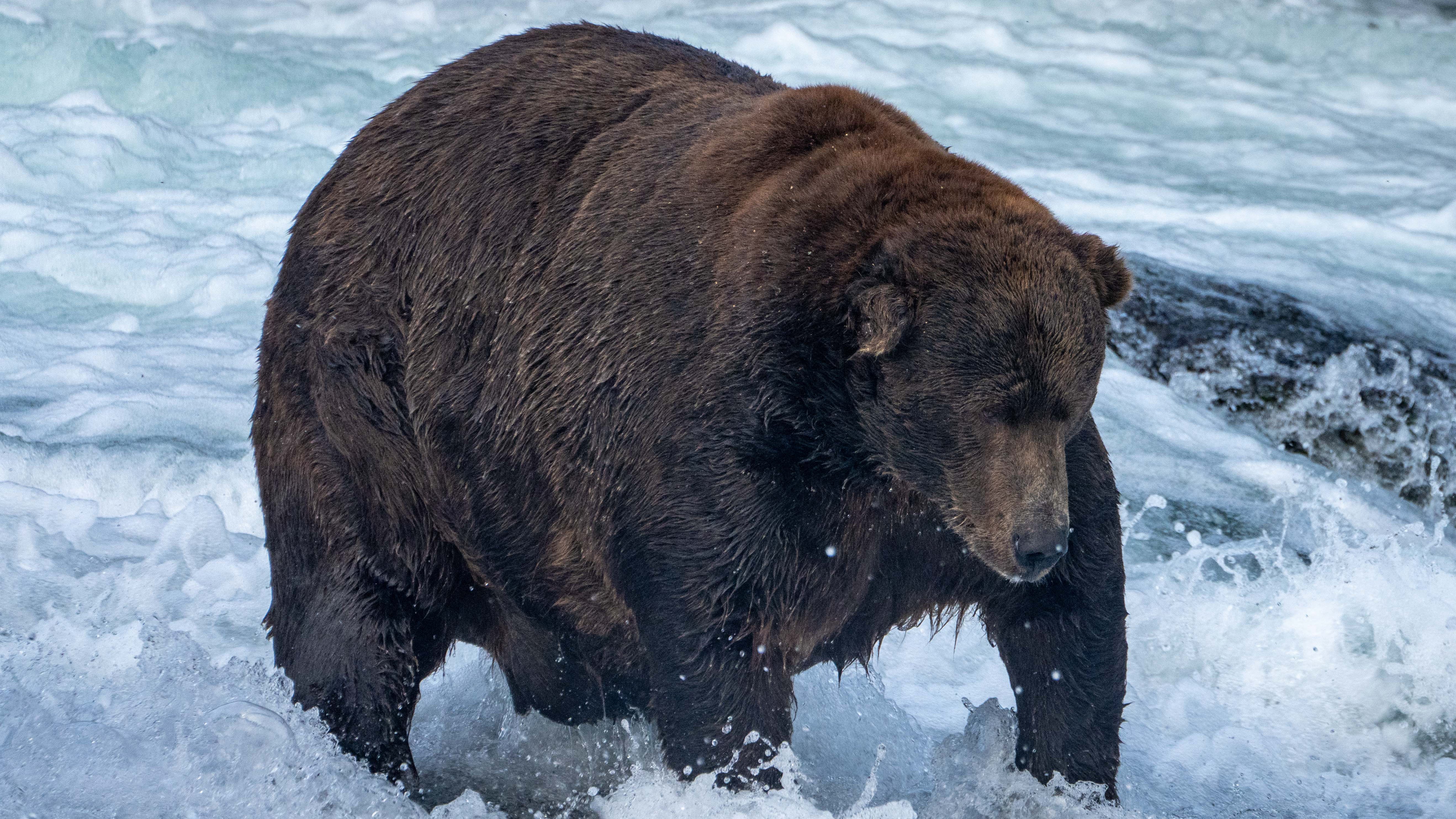 The Fat Bear Week Winner Has Been Declared, And He's One Of The Biggest Brown Bears On Earth. The Weather Channel