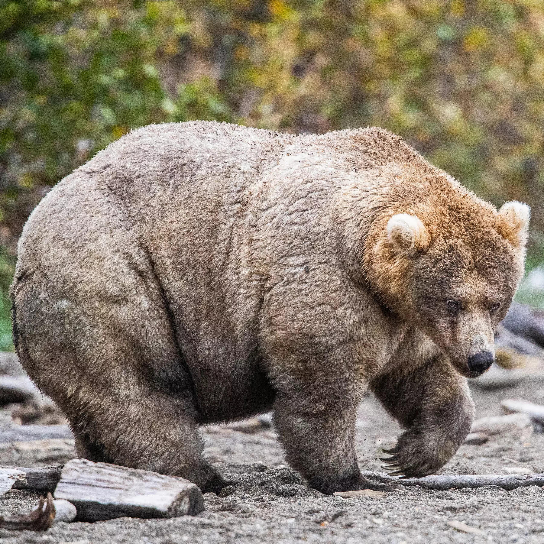 Look at me bear. Самый толстый медведь Аляски. Тянь-шаньский бурый медведь. Бурый медведь на Аляске. Медведица Холли.