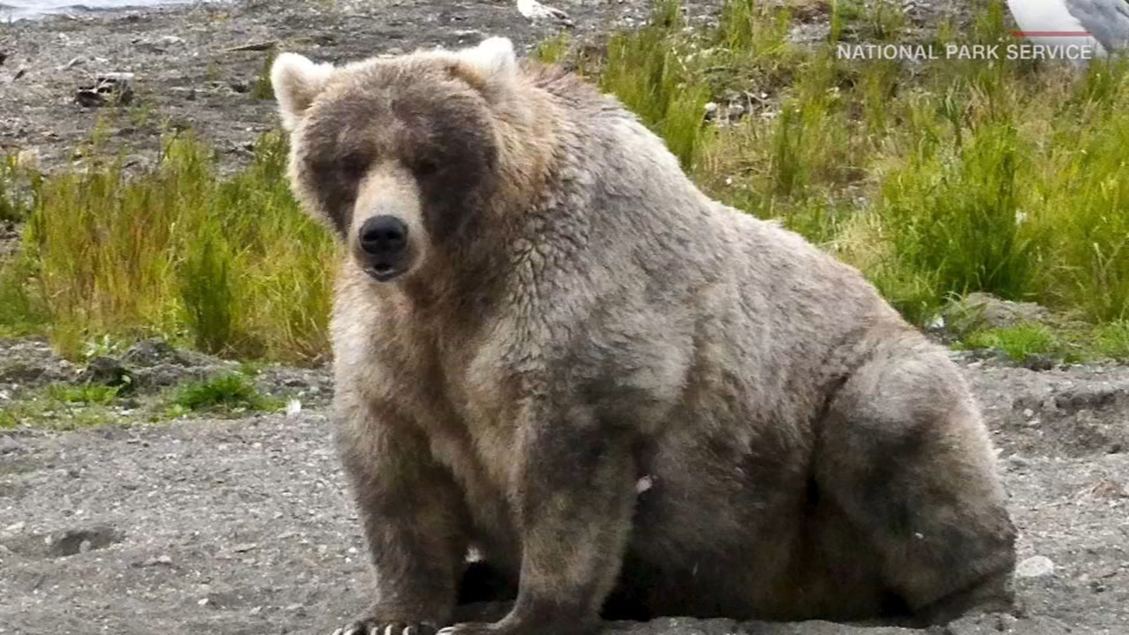 The bigger, the better: Fat Bear week is back for its sixth annual competition Los Angeles