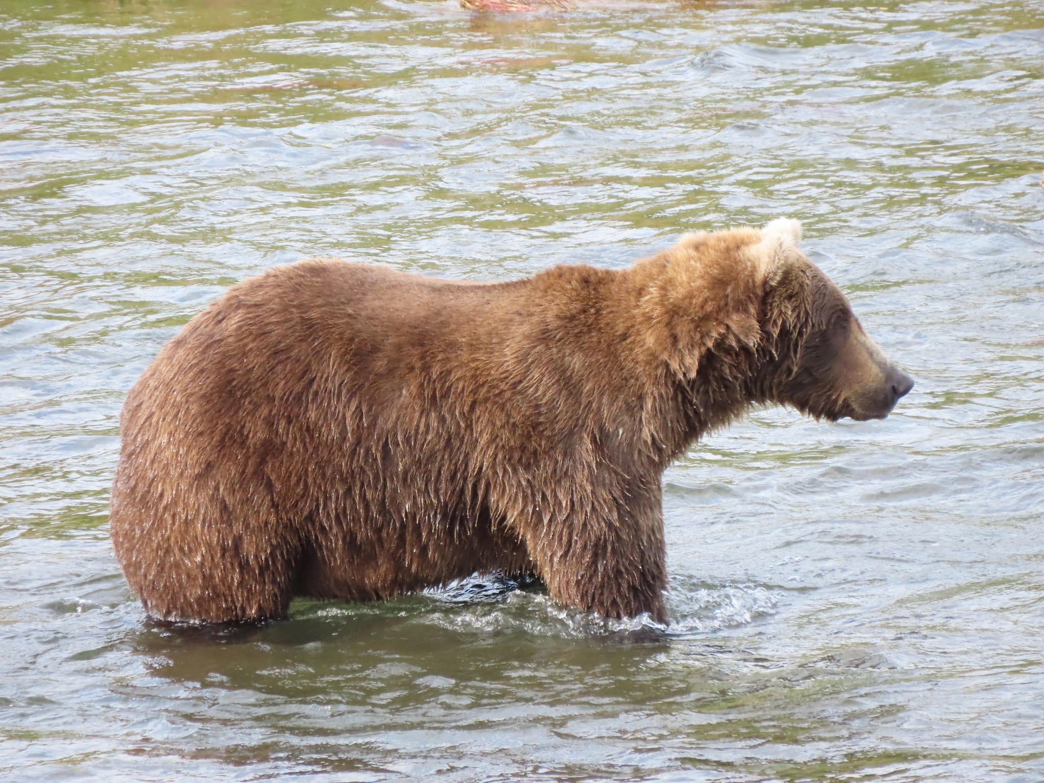 It's Fat Bear Week: Vote for your Favorite Furry Chonk Now