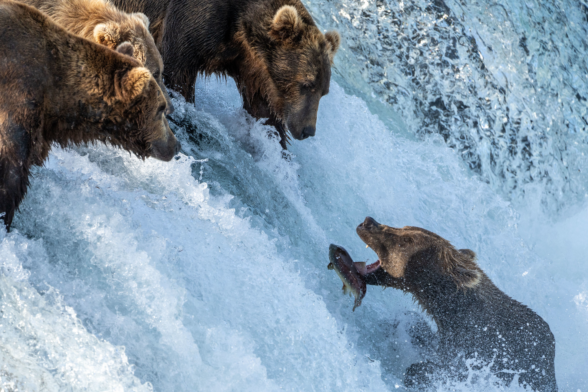 Fat Bear Week live stream: How to watch your favorite bears bulk up