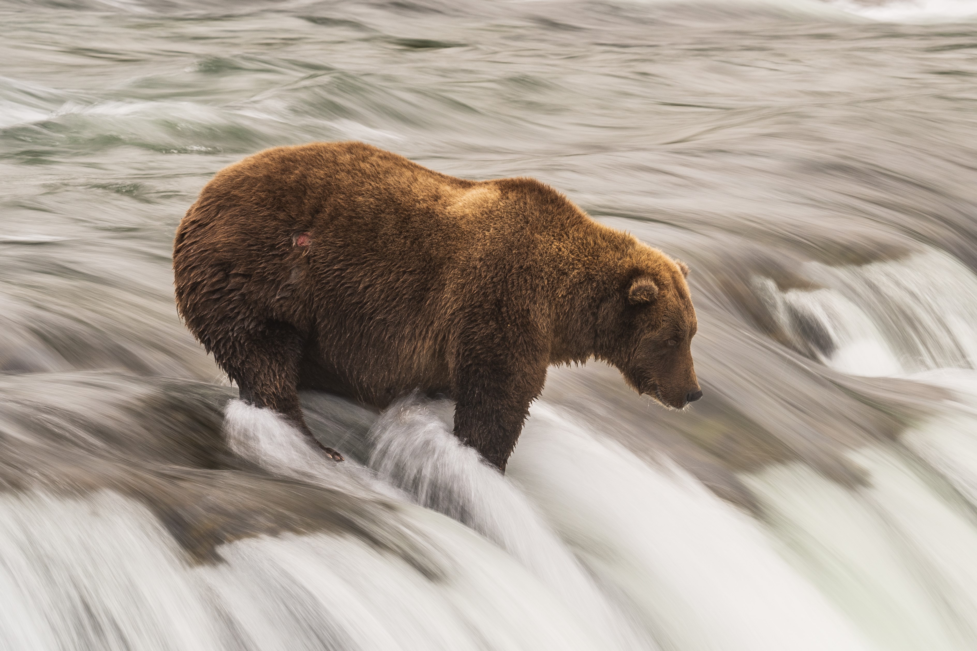 Its Fat Bear Week. Test your bear knowledge