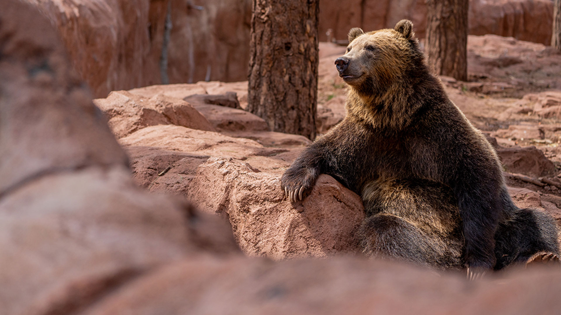 Fat Bear Week shows bears in Alaska and Arizona bulking up for winter