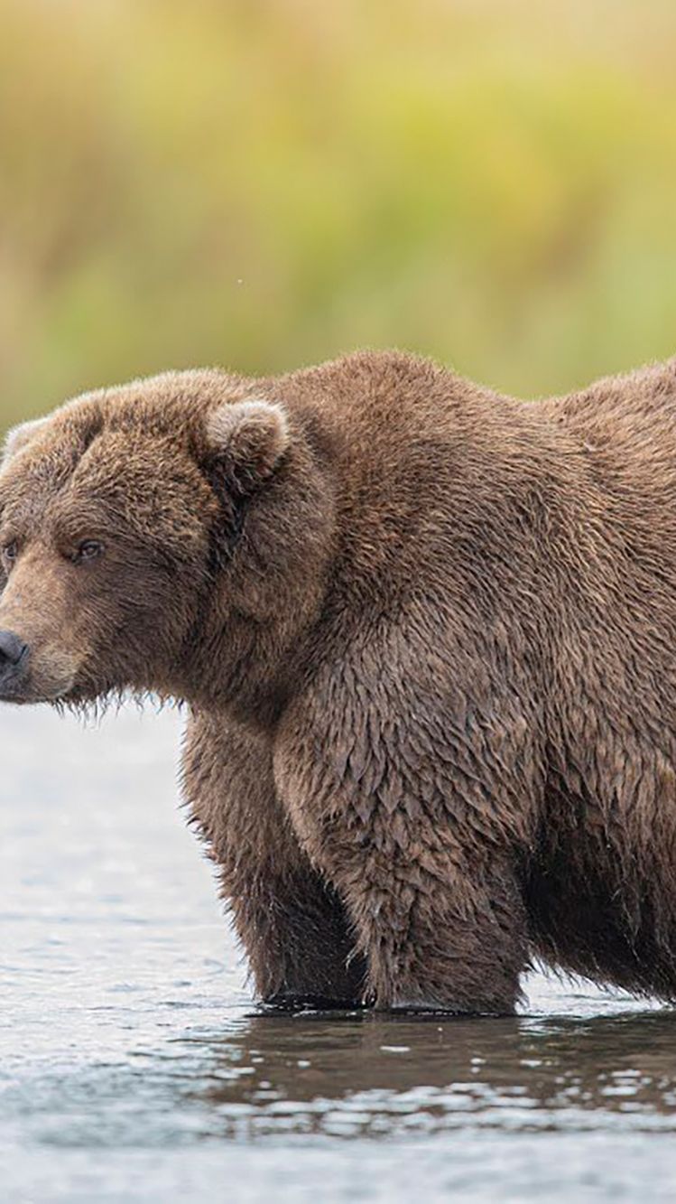 Bear sounds. Толстый медведь. Рыжий медведь пухлый. Медведь плотная.