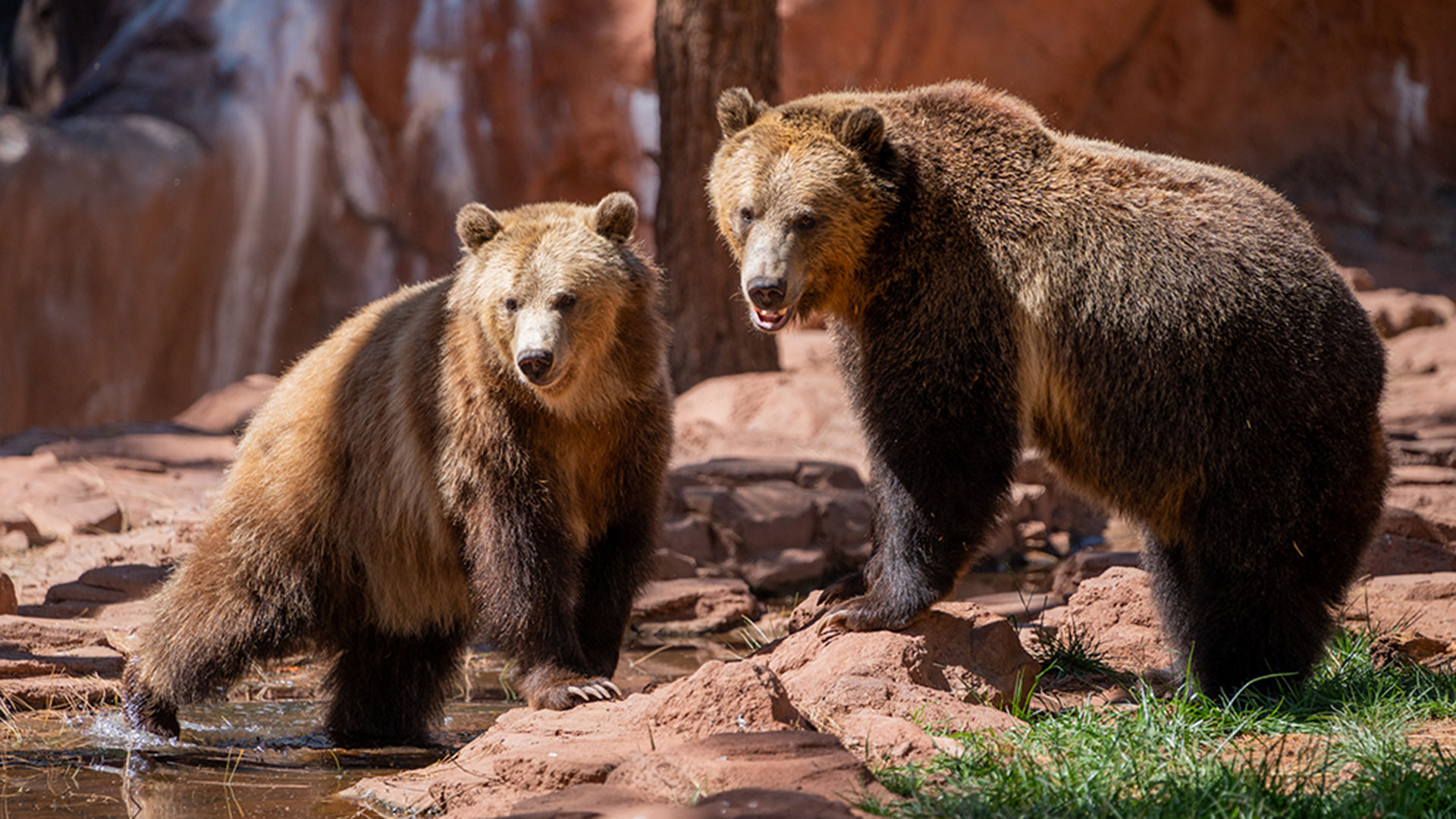 Fat Bear Week shows bears in Alaska and Arizona bulking up for winter