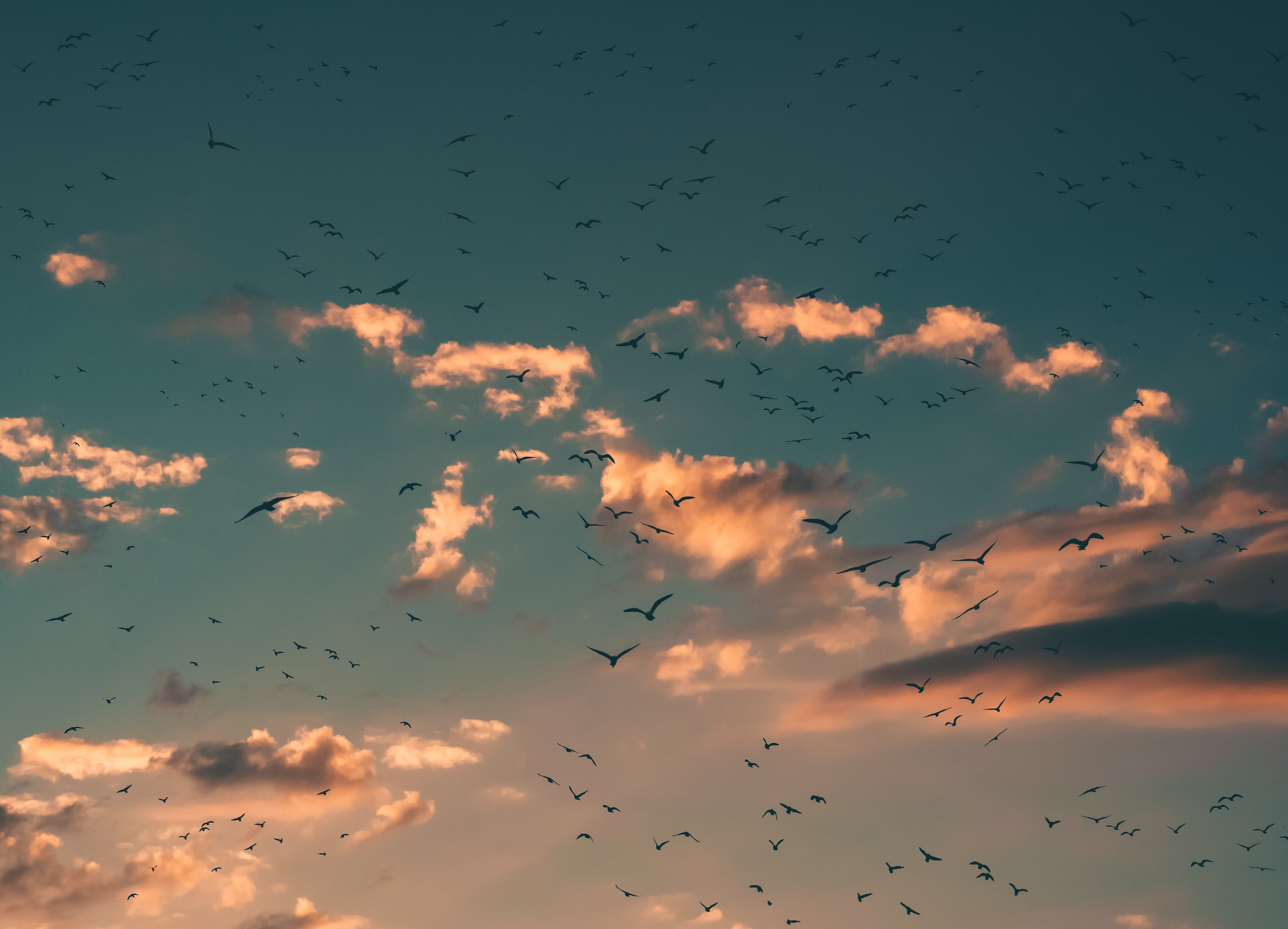4990x3599 love, sky, wallpaper, glow, summer, bird, blue, nature, cloud, forest, HD wallpaper, landscape, Public domain image, sunset, cloudy, red, background Gallery HD Wallpaper
