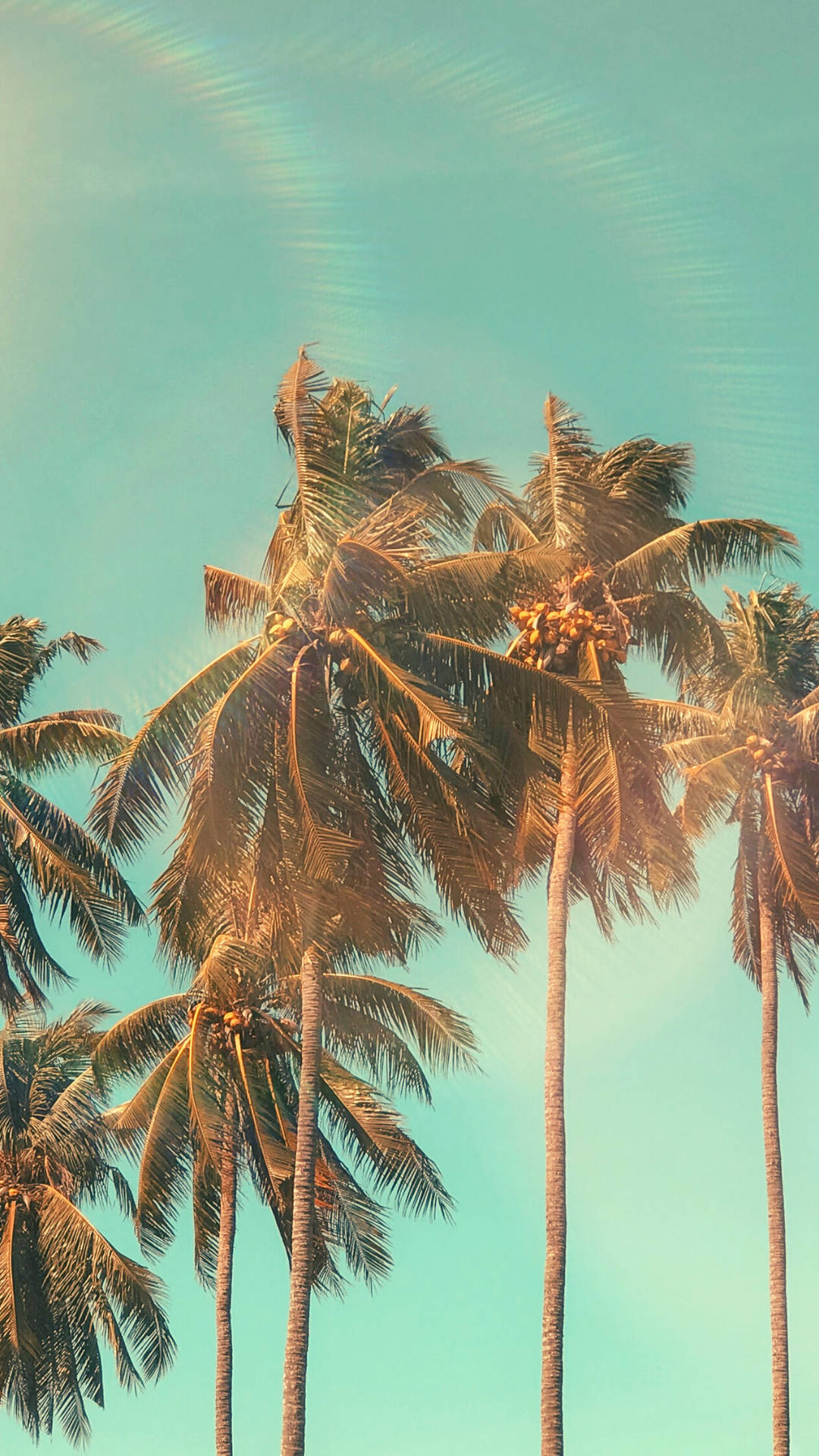 Download Coconut Palm Trees Summer iPhone Wallpaper