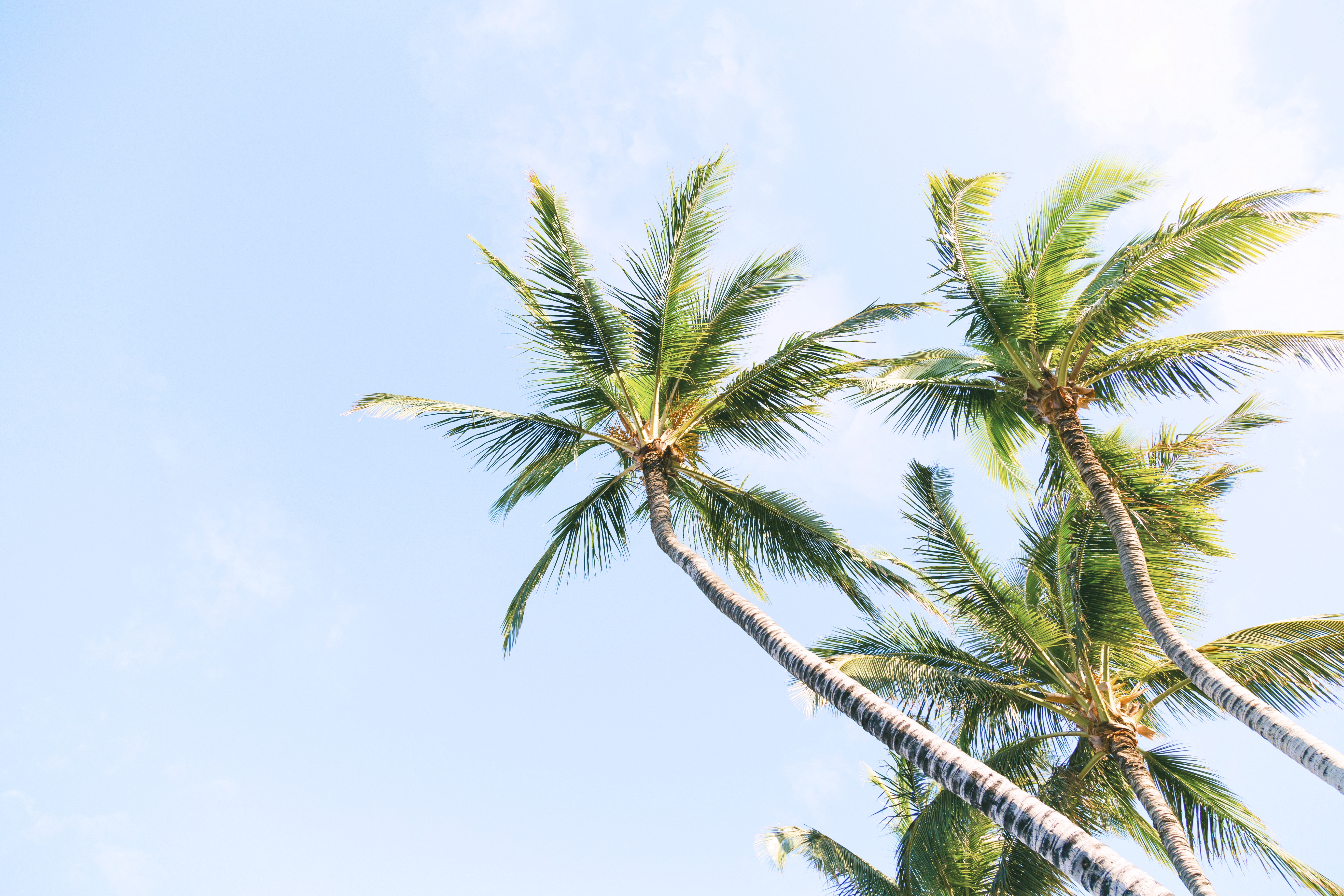 5472x3648 green, sky, blue sky, summer, beach, blue, coconut, cloud, tree, simple, nature, palm tree, Public domain image Gallery HD Wallpaper