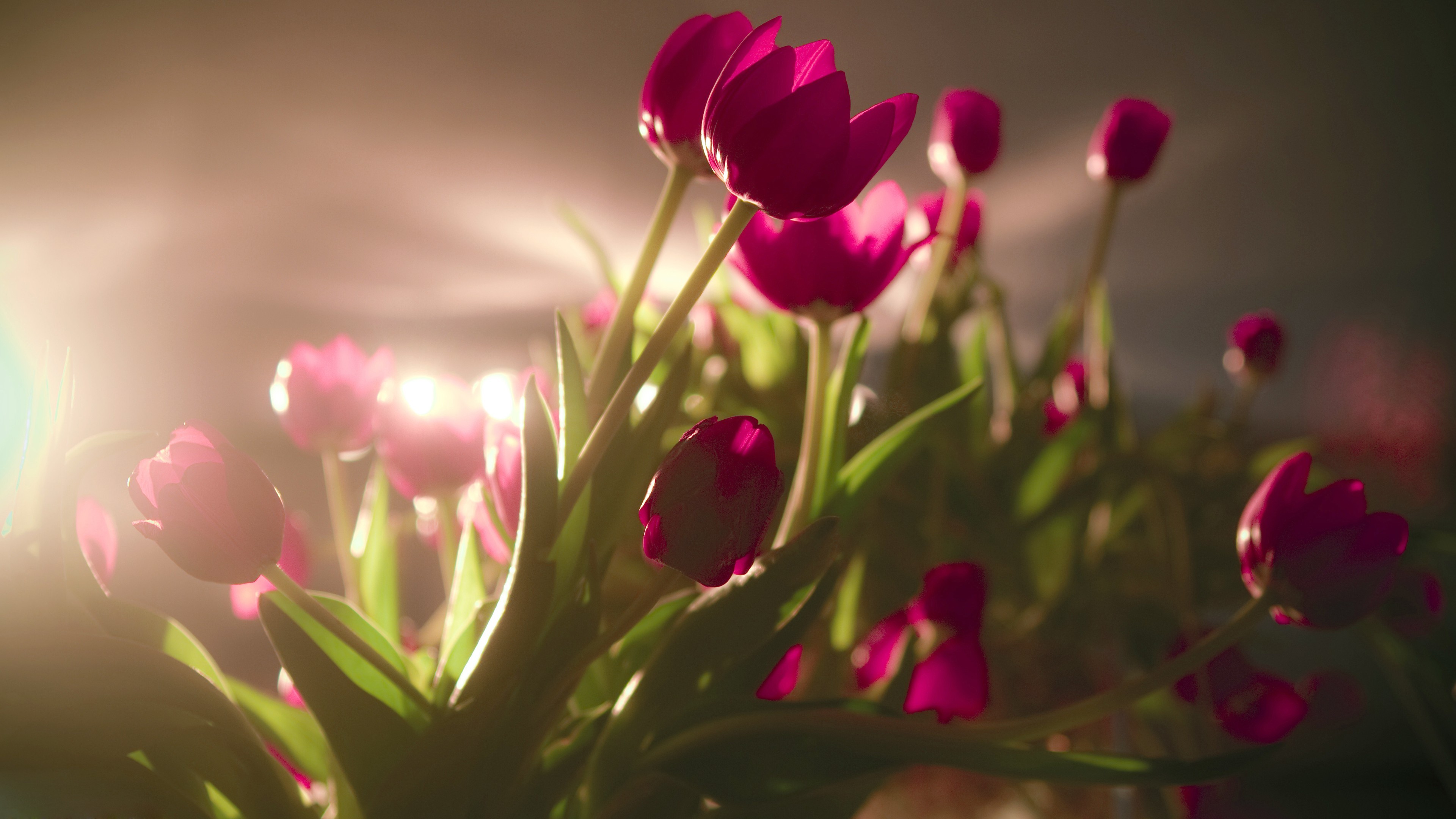 Beautiful Flowers Tulip HD Wallpaper Image
