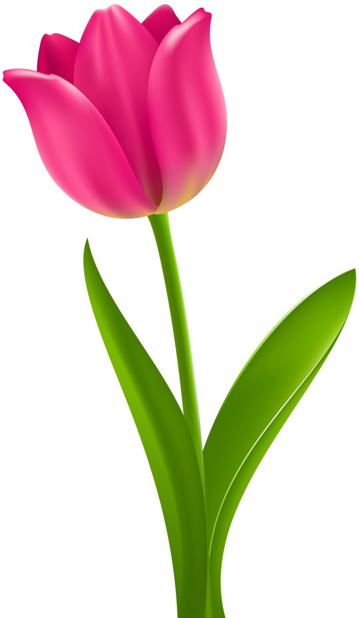 Pink Tulip Transparent Clip Art​-Quality Image and Transparent PNG Free Clipart. Flower clipart, Tulips art, Flower wallpaper