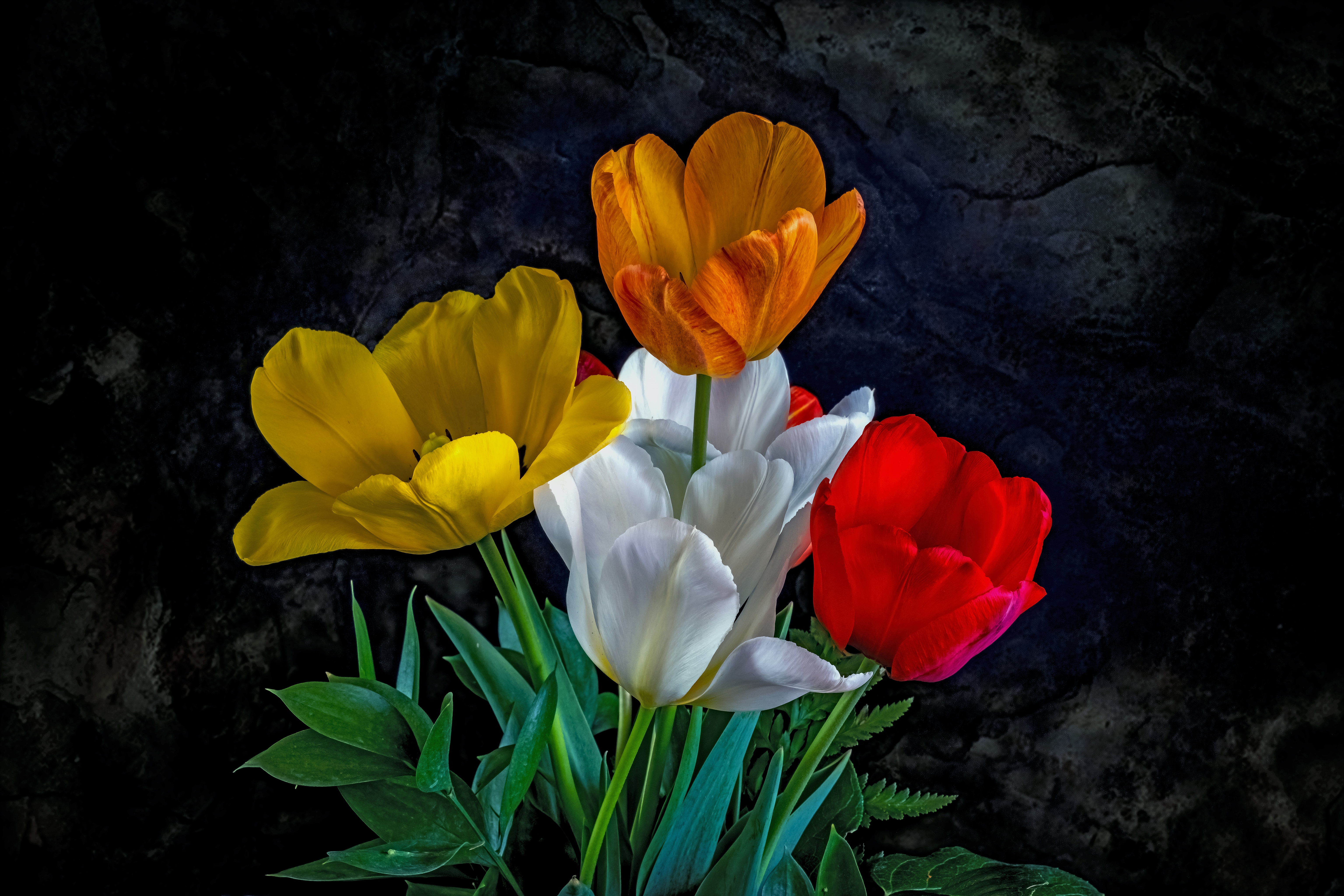 Tulip 4K, Flower Gallery HD Wallpaper