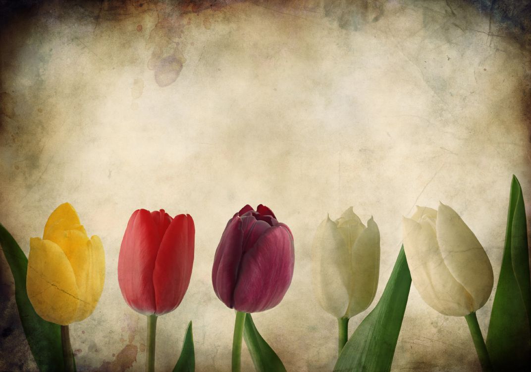 Wallpaper Red Yellow and Pink Tulips Painting, Background Free Image