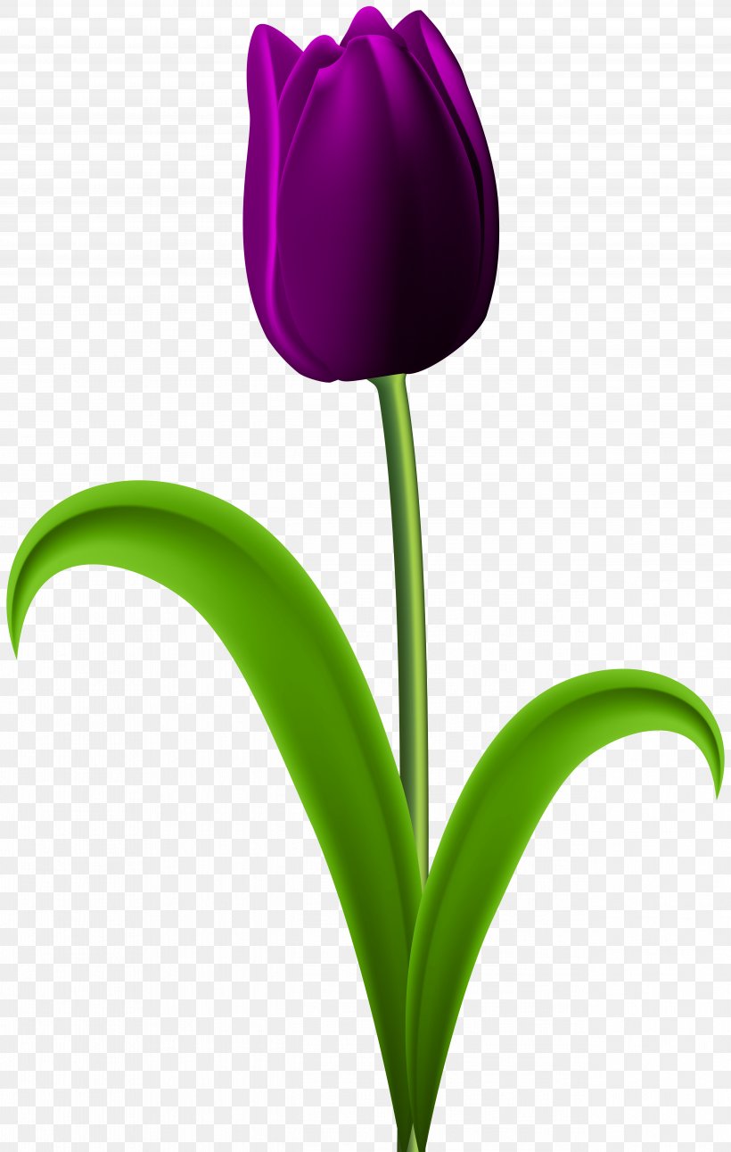 Tulip Desktop Wallpaper Flower Clip Art, PNG, 5078x8000px, Tulip, Bitmap, Bmp File Format, Color, Cut Flowers