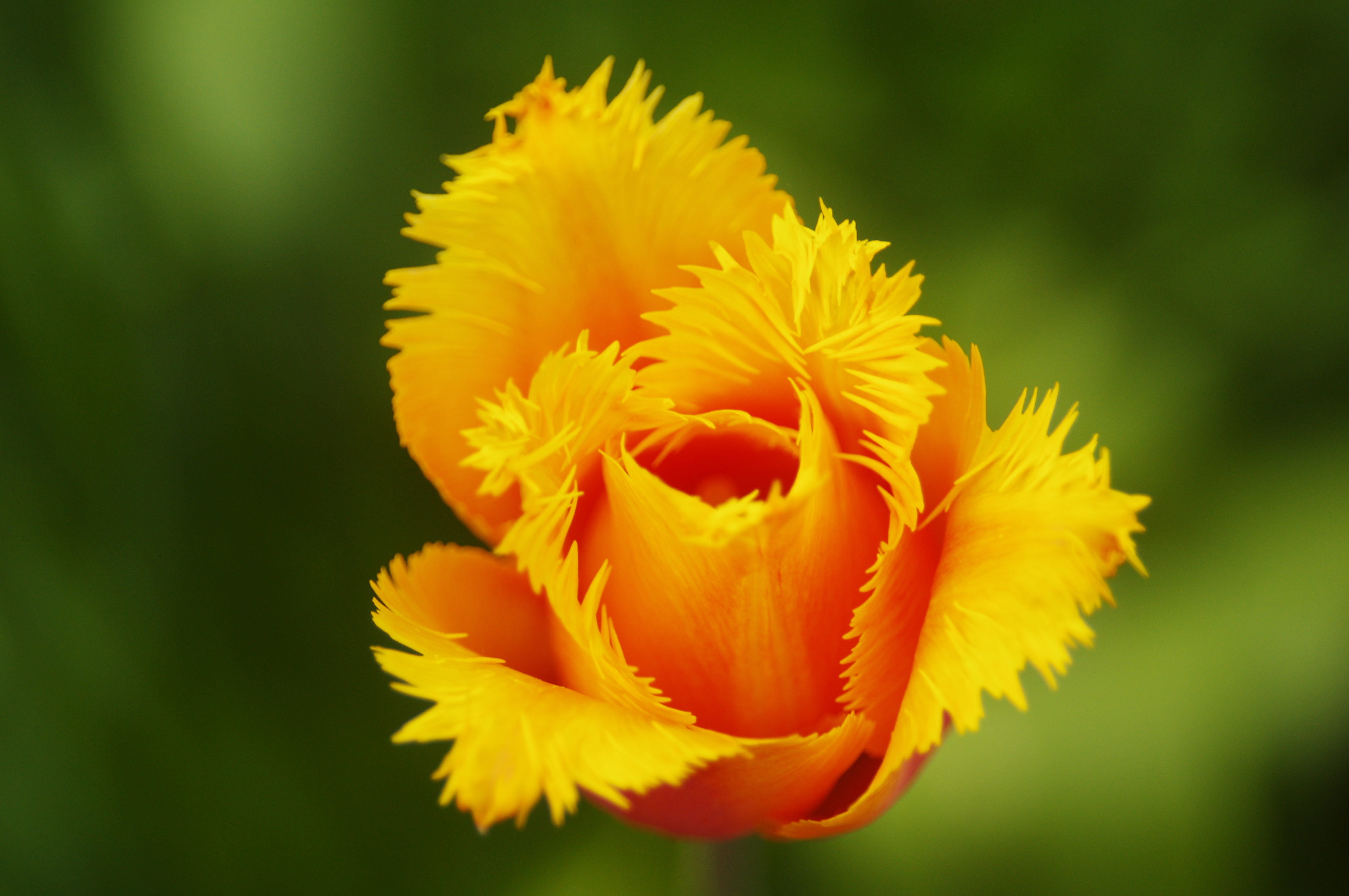 Tulip 4k Ultra HD Wallpaper