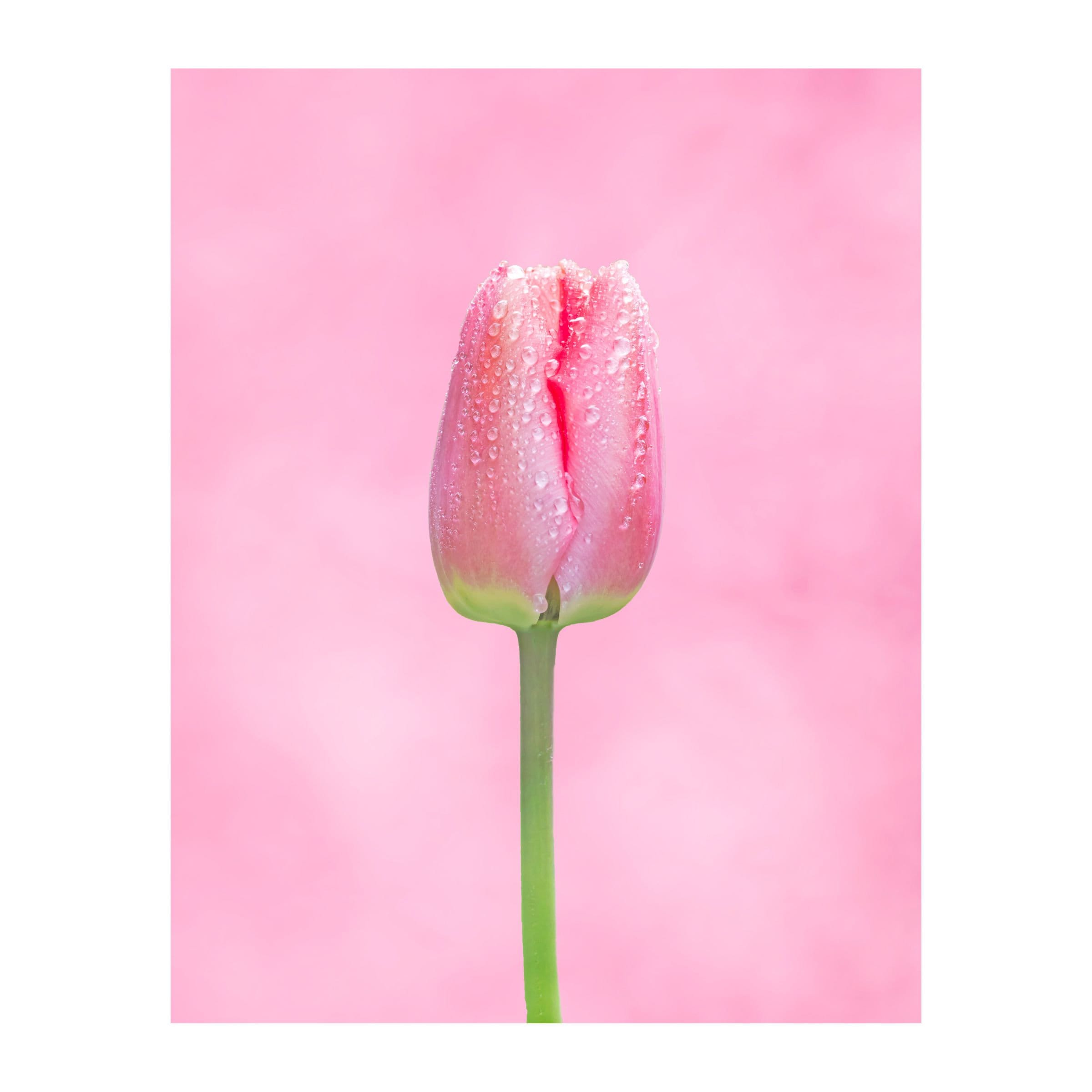 Pink Tulip Picture Floral Fine Art Print Bright Floral Wall