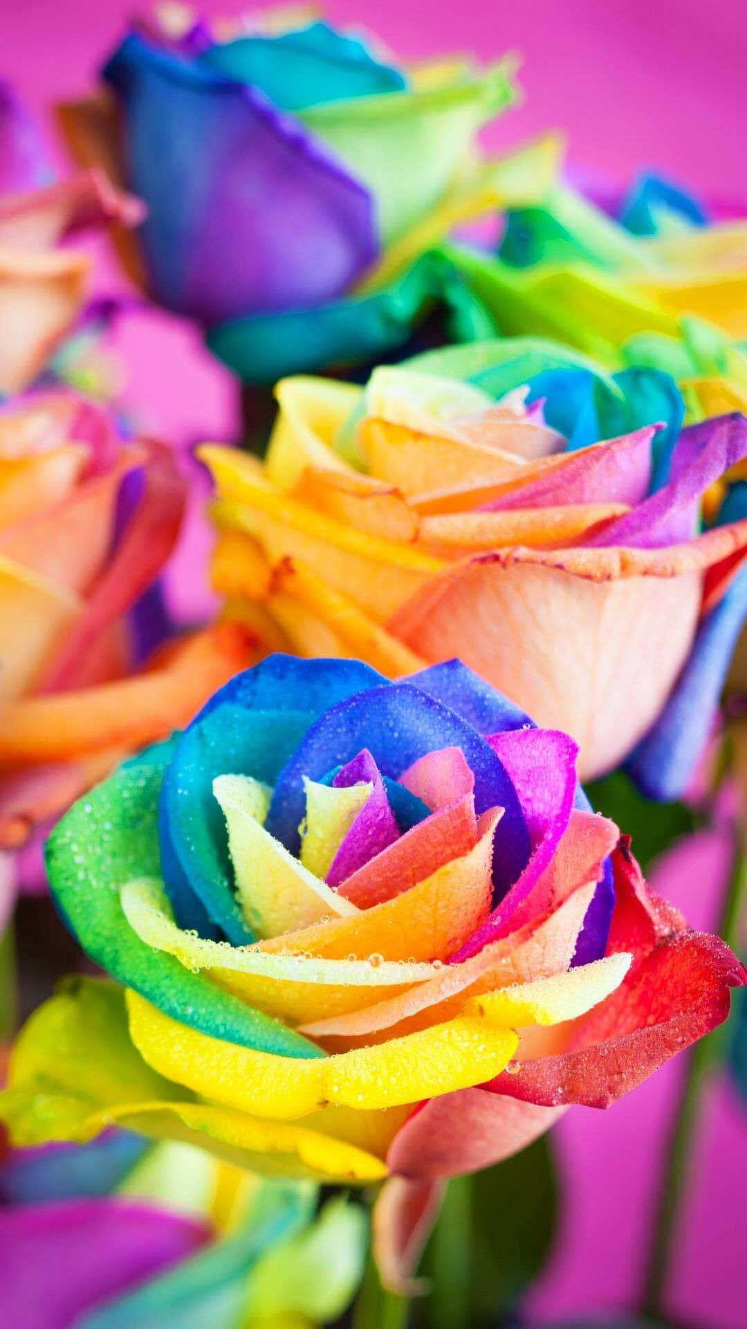 Download Add a splash of vibrant color to your phone with this Rainbow Flower iPhone wallpaper Wallpaper