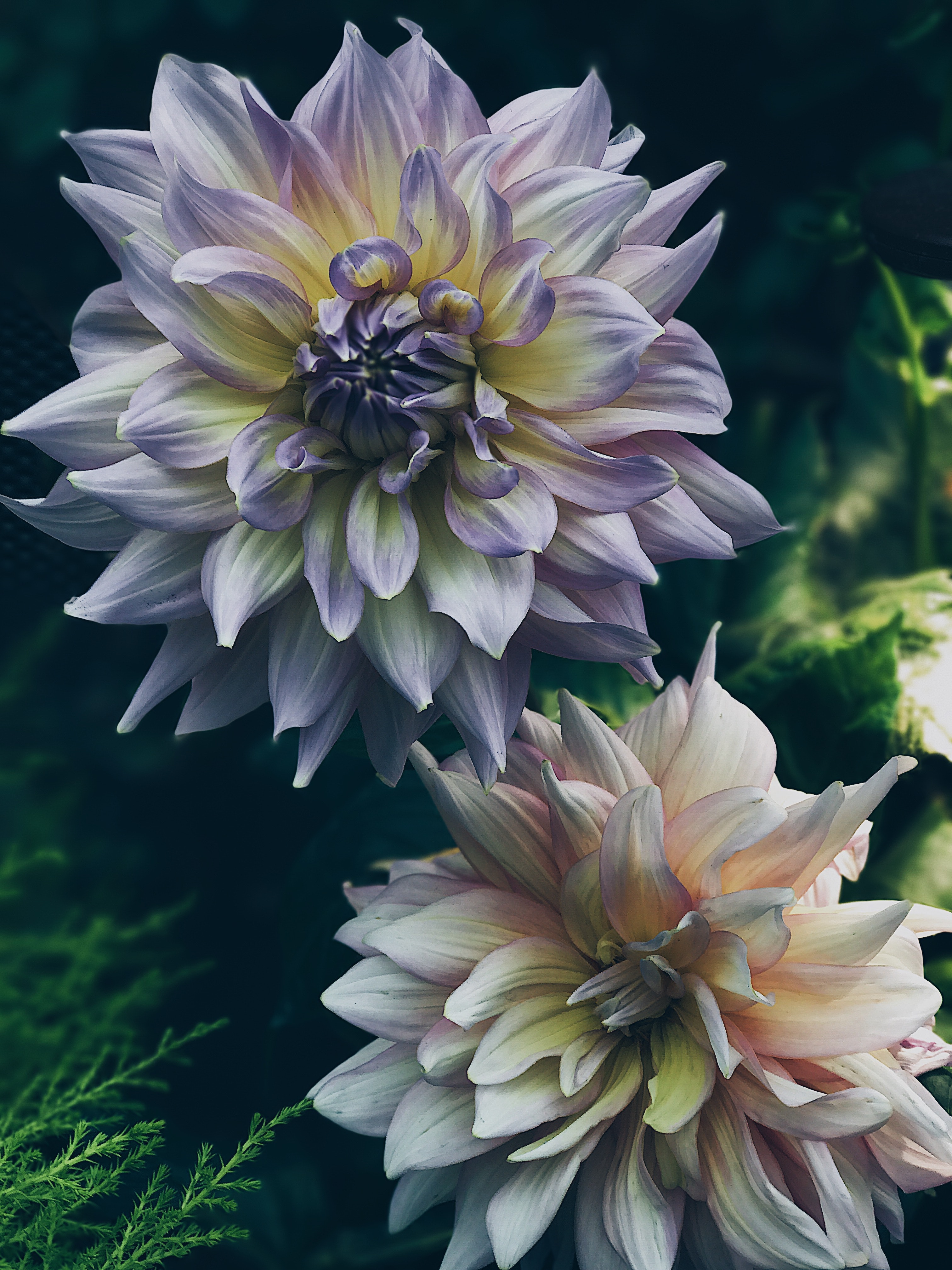 Dahlia Flower Photo, Download The BEST Free Dahlia Flower & HD Image