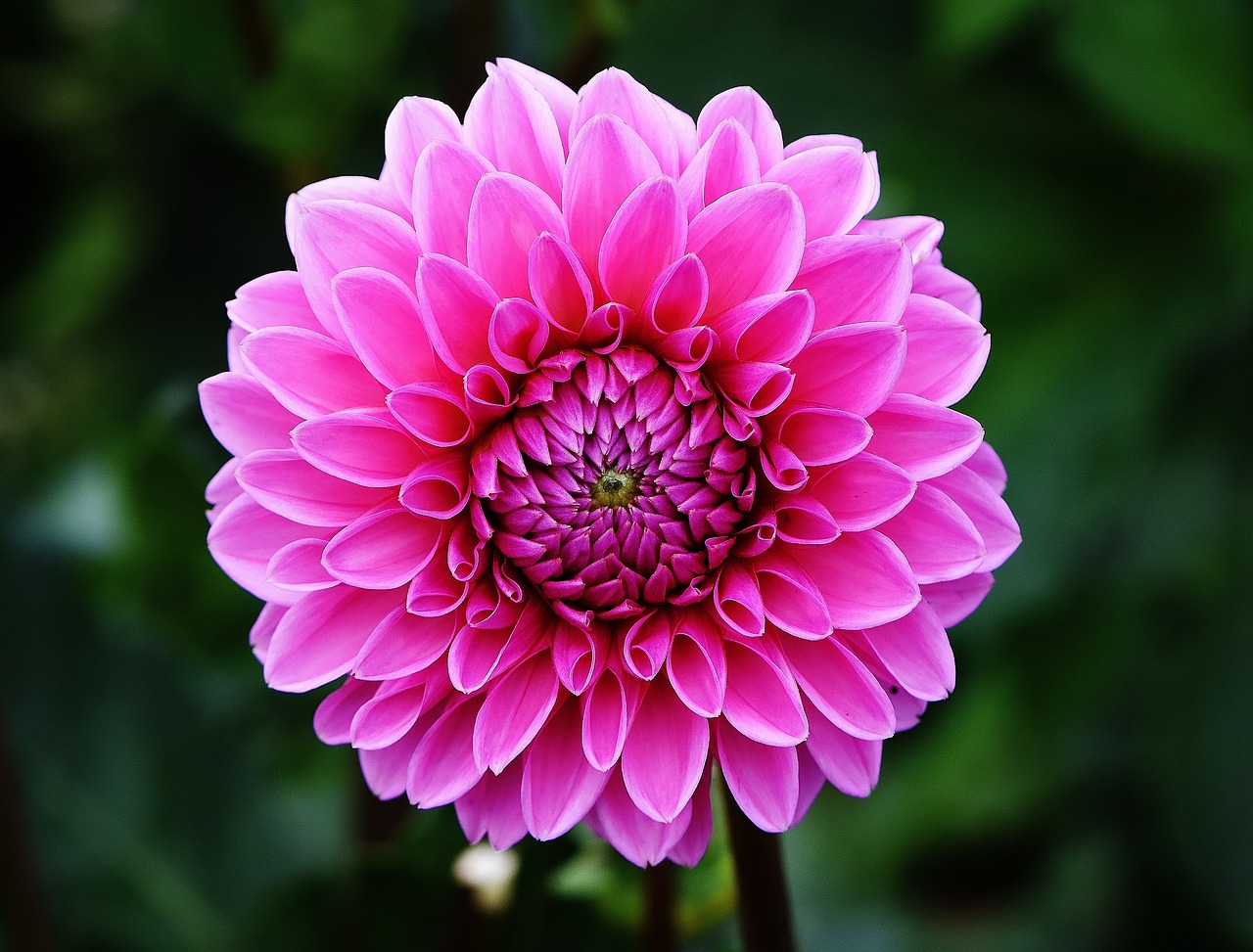 Dahlia Flower Wallpapers - Wallpaper Cave