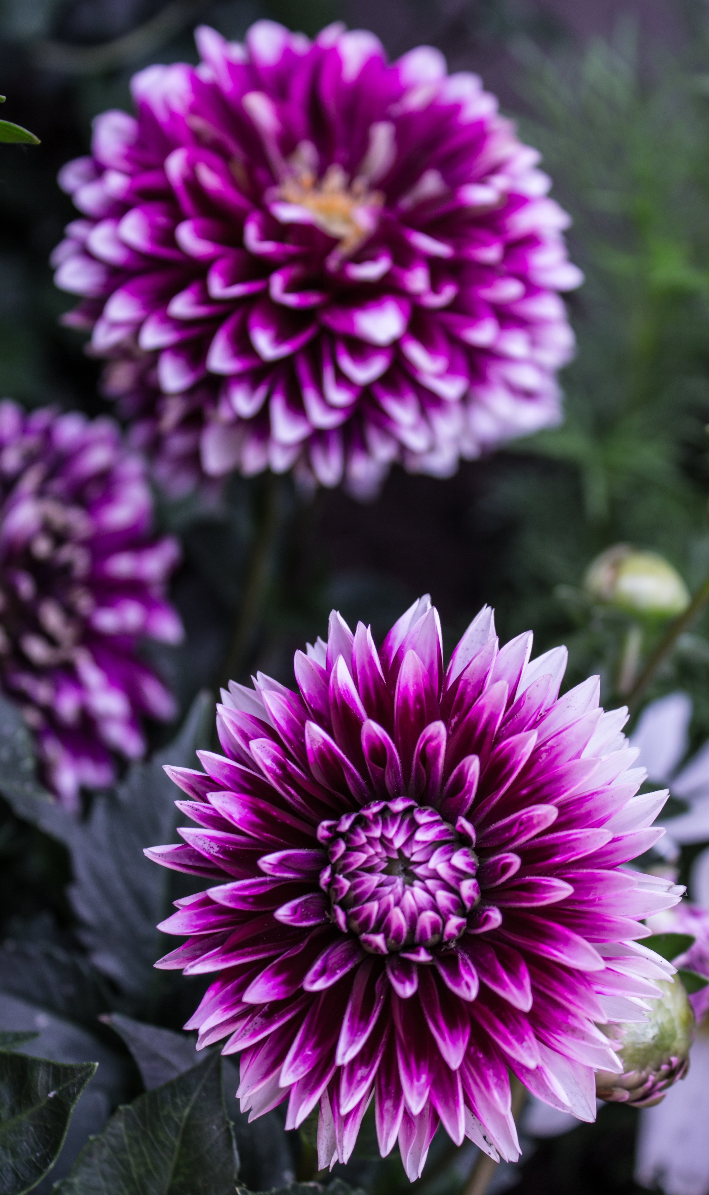 Dahlia flower Wallpaper Download