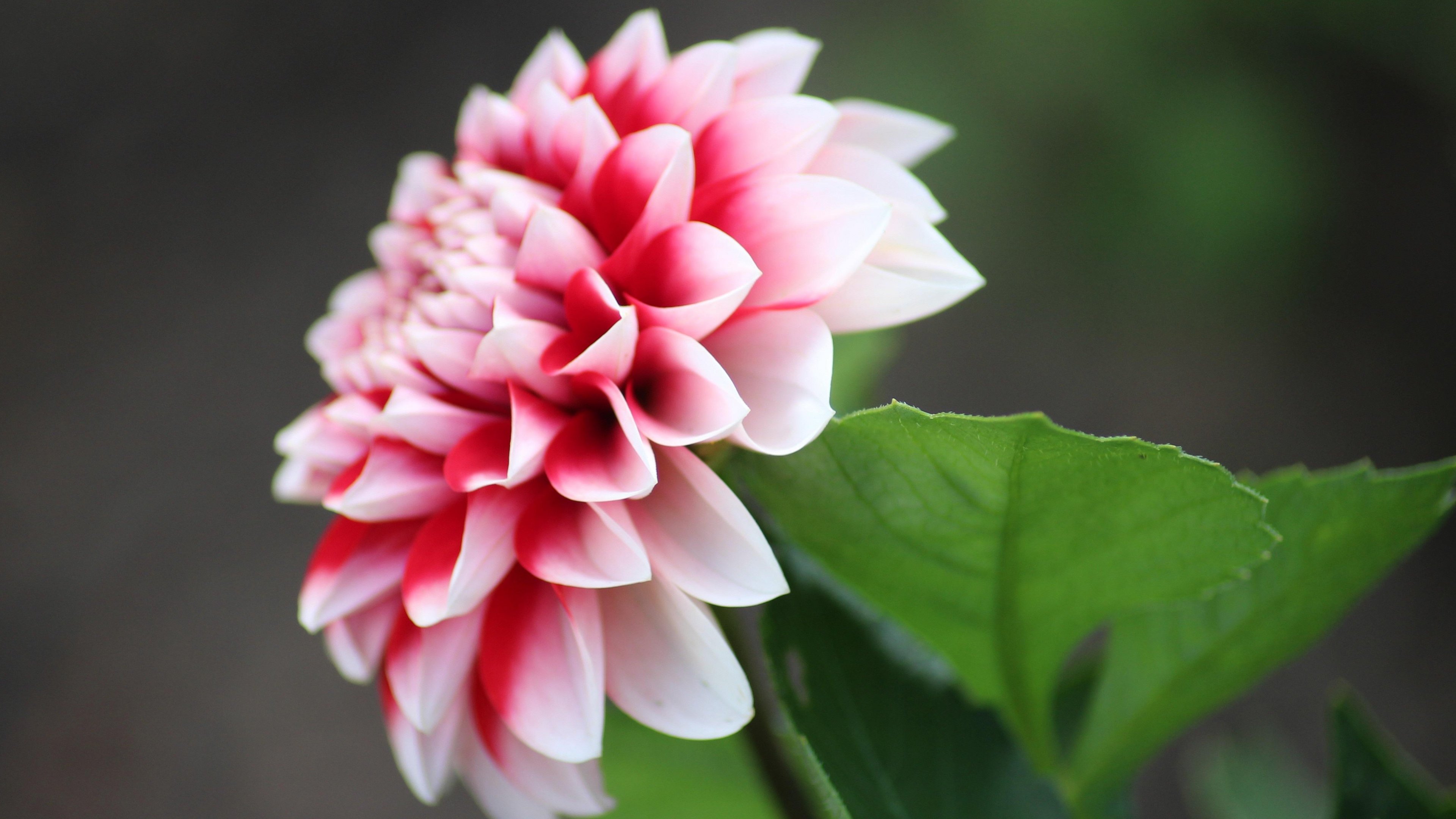 Dahlia Flower Wallpaper, Android & Desktop Background
